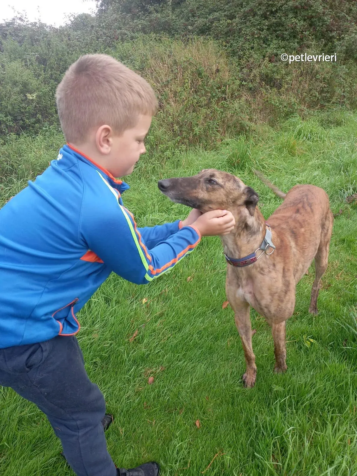 raffle greyhound adozione pet levrieri 02