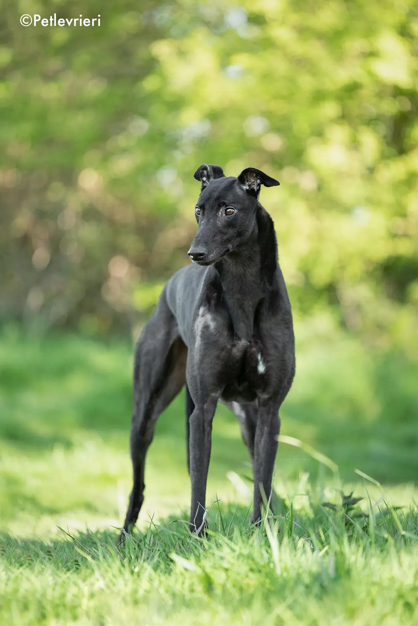 rahan adozione levrieri greyhound 1