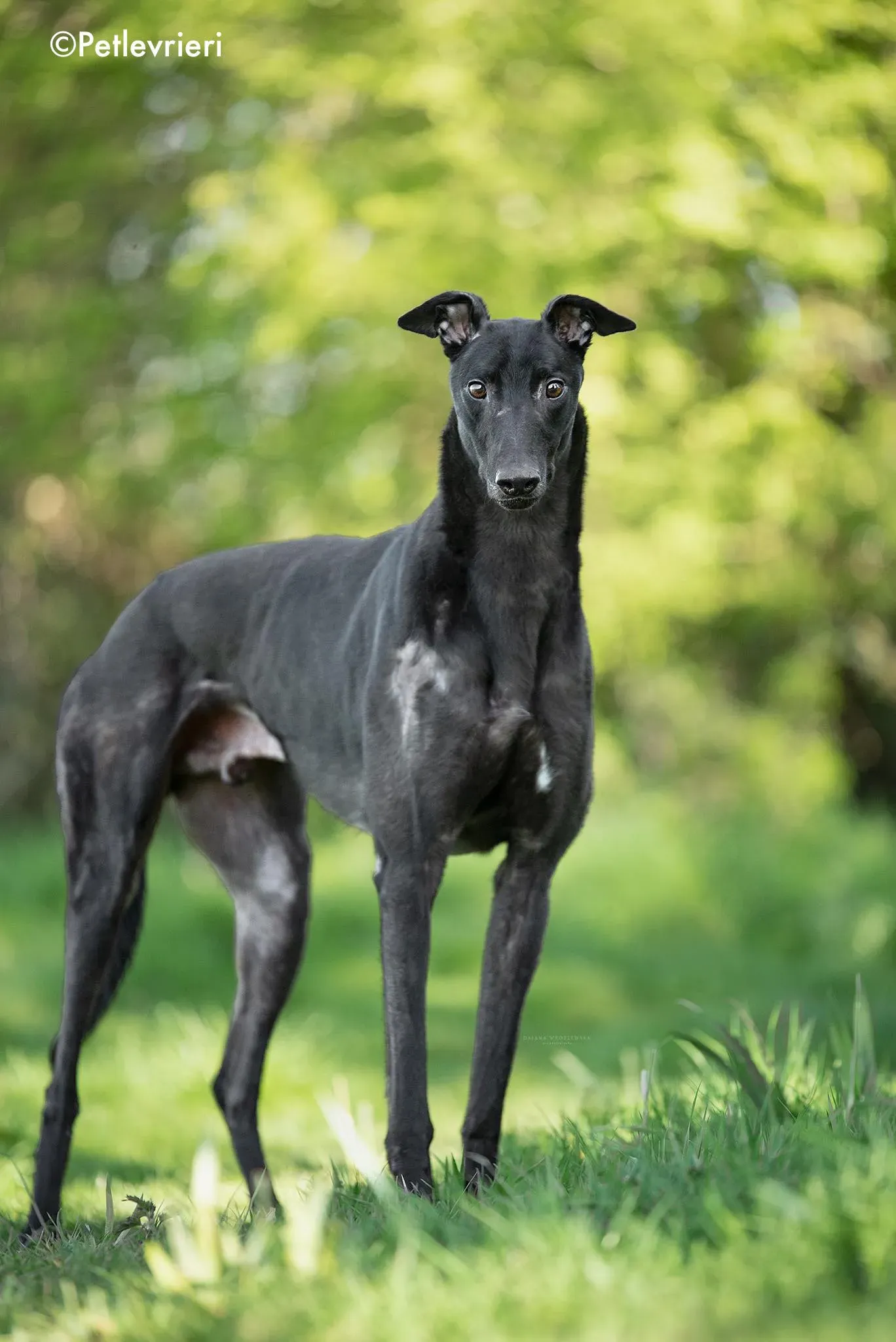 rahan adozione levrieri greyhound 2