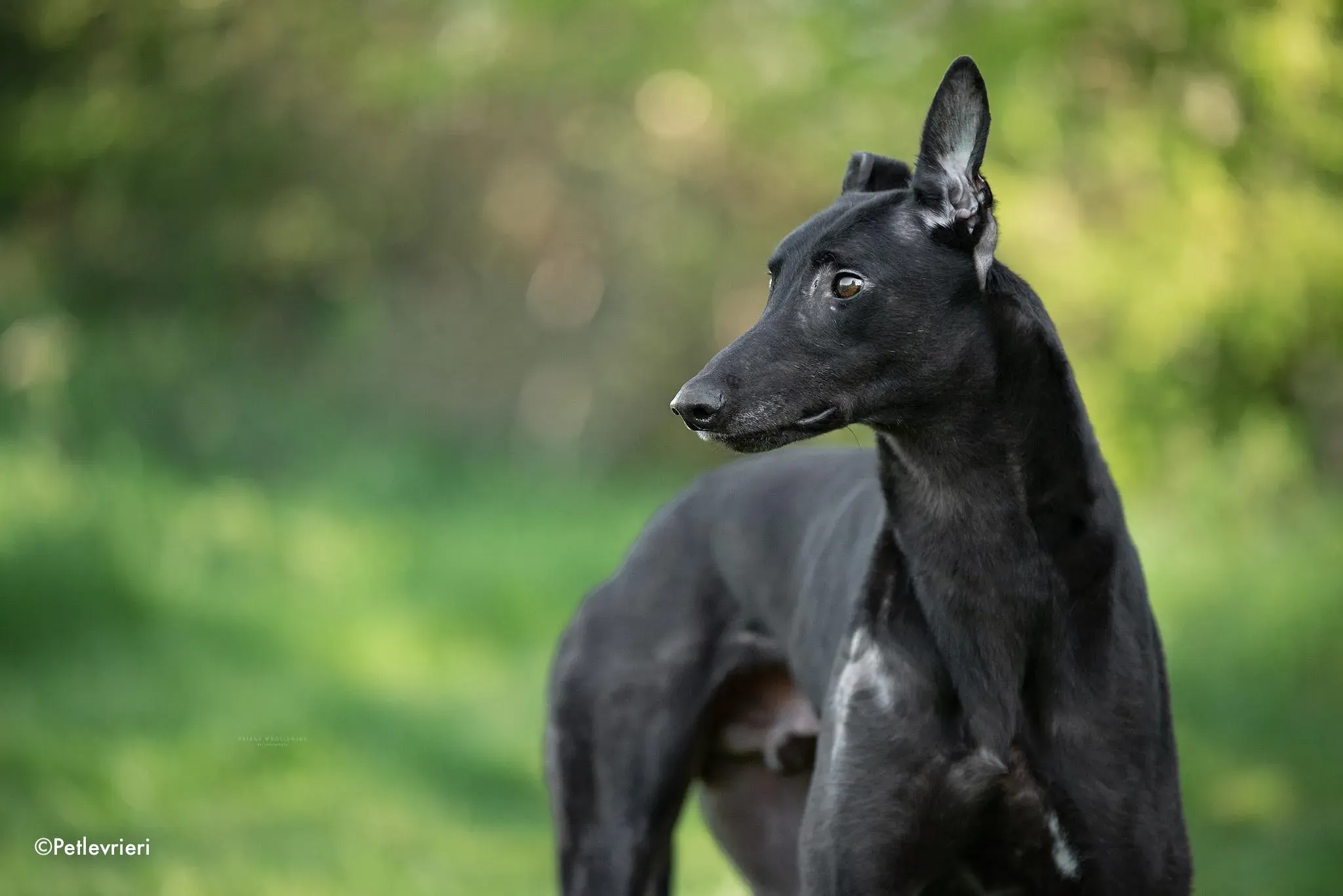 rahan adozione levrieri greyhound 3