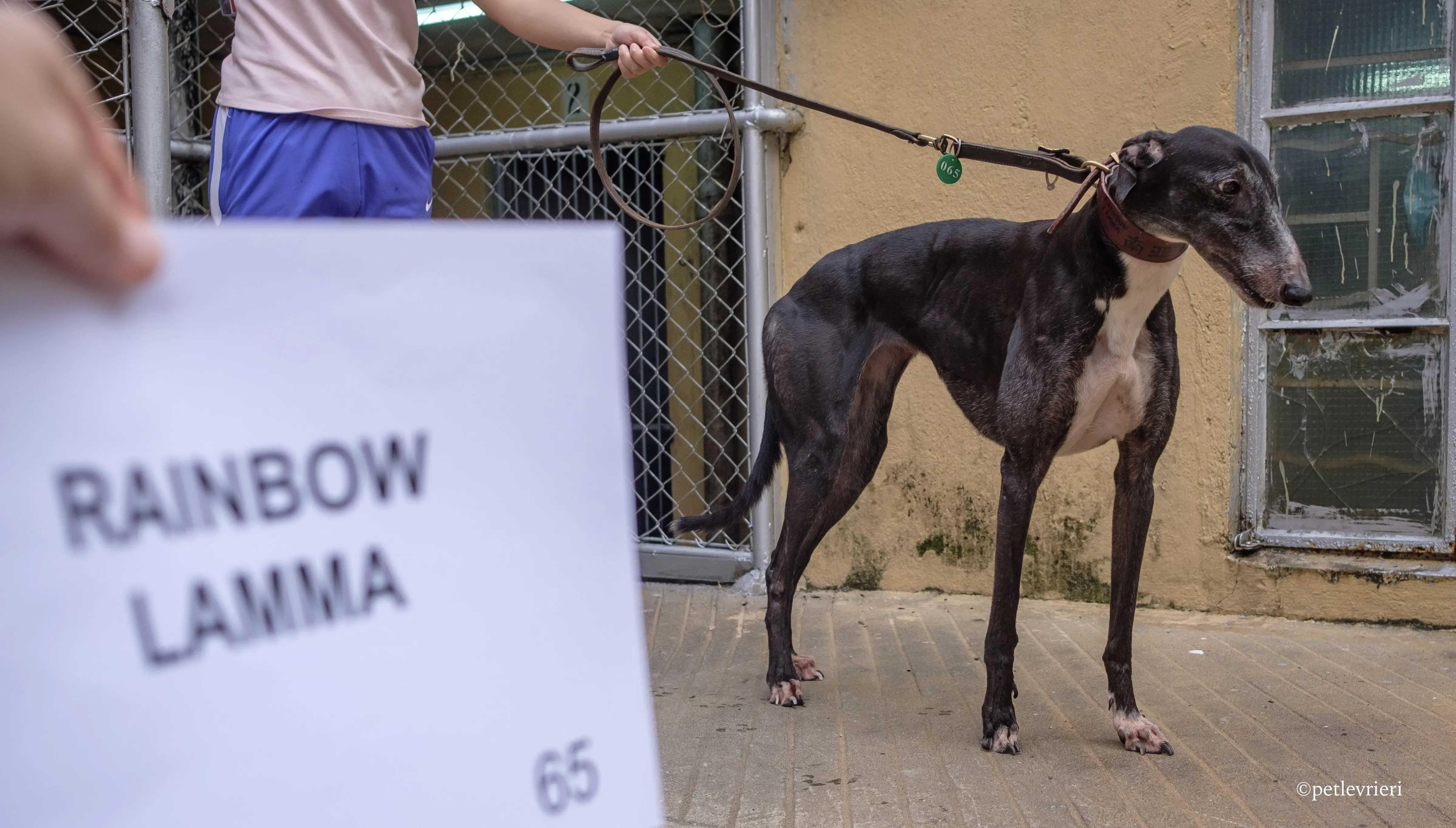 rainbow lamma adozione greyhound macao 1