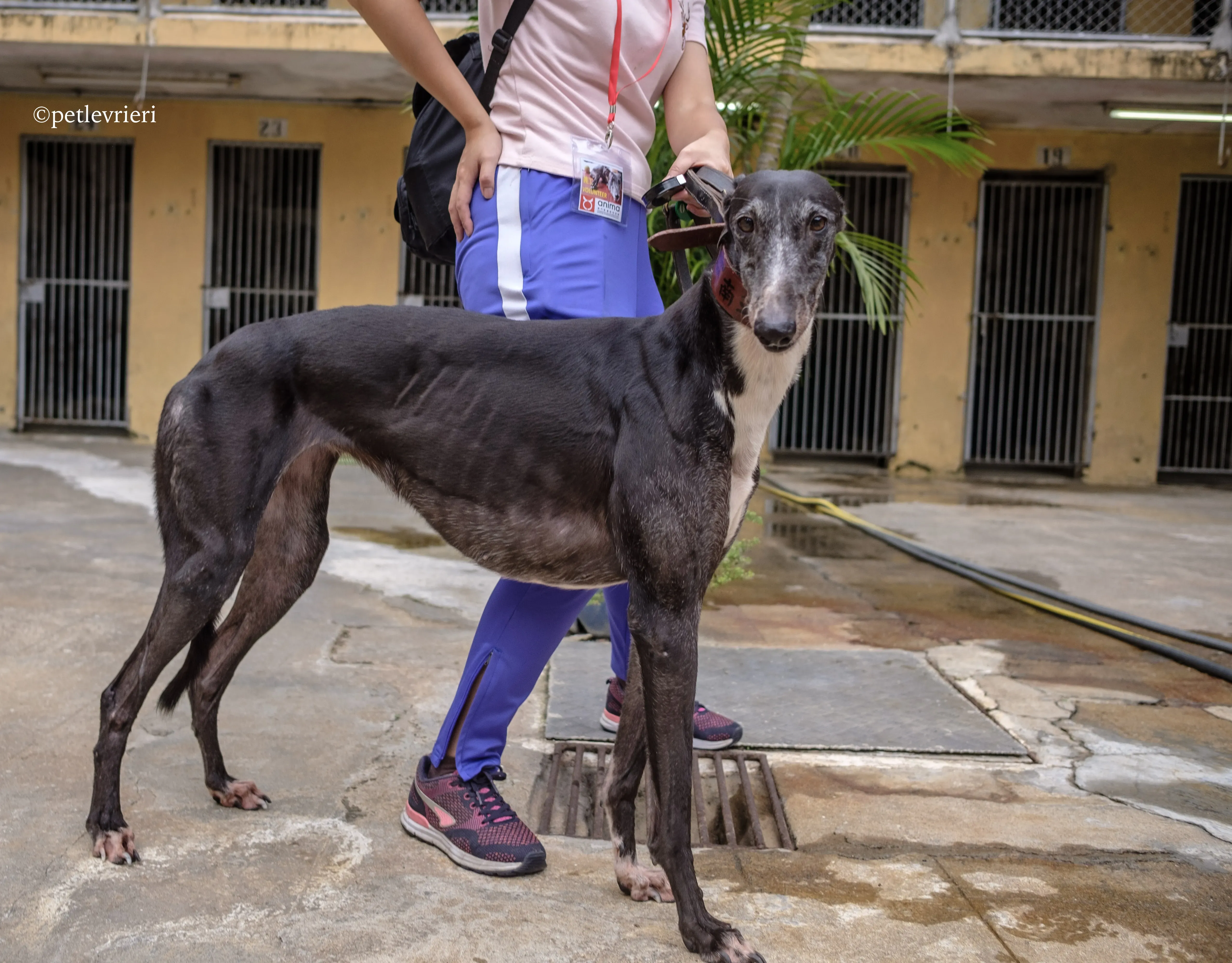 rainbow lamma adozione greyhound macao 10