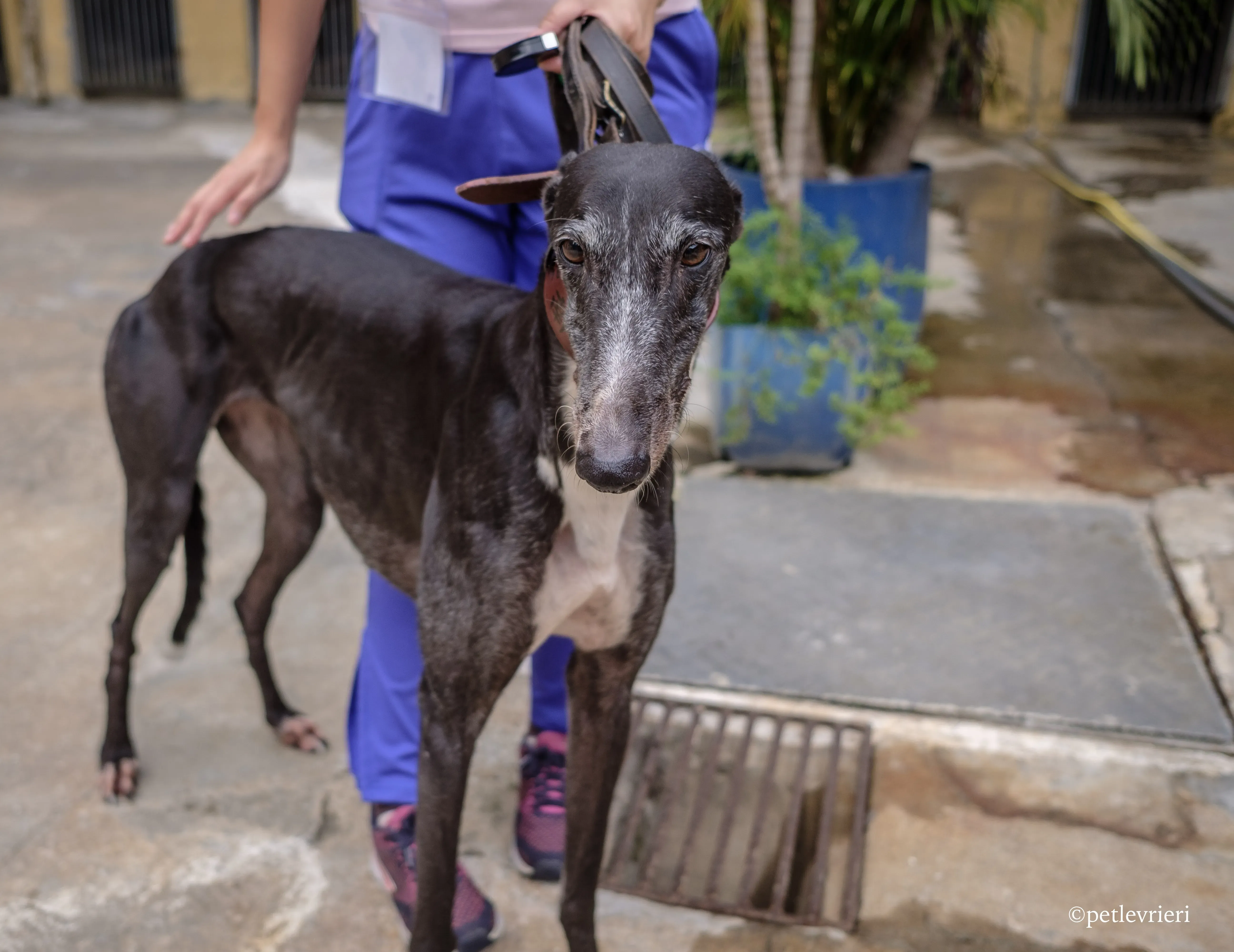 rainbow lamma adozione greyhound macao 11
