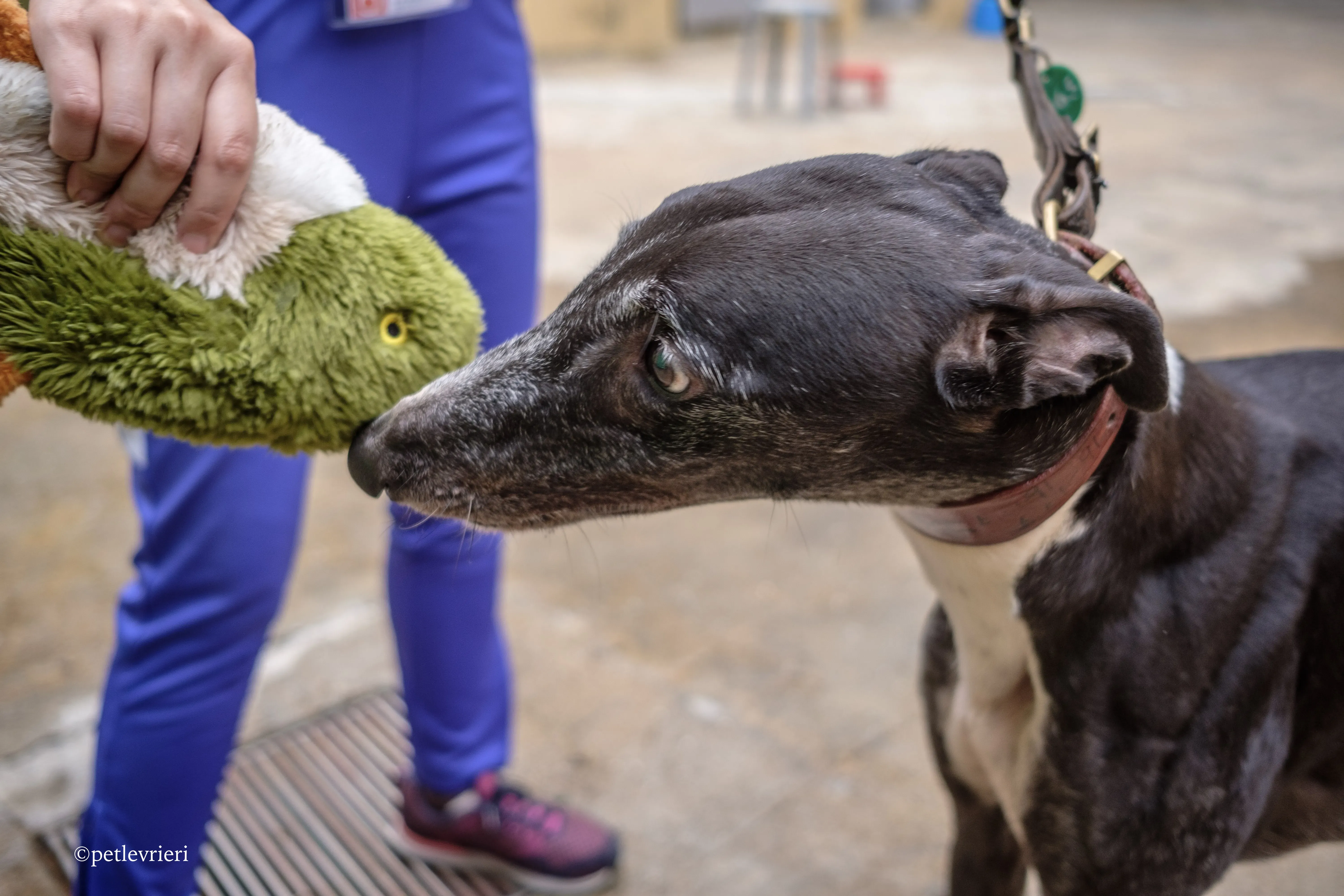 rainbow lamma adozione greyhound macao 12