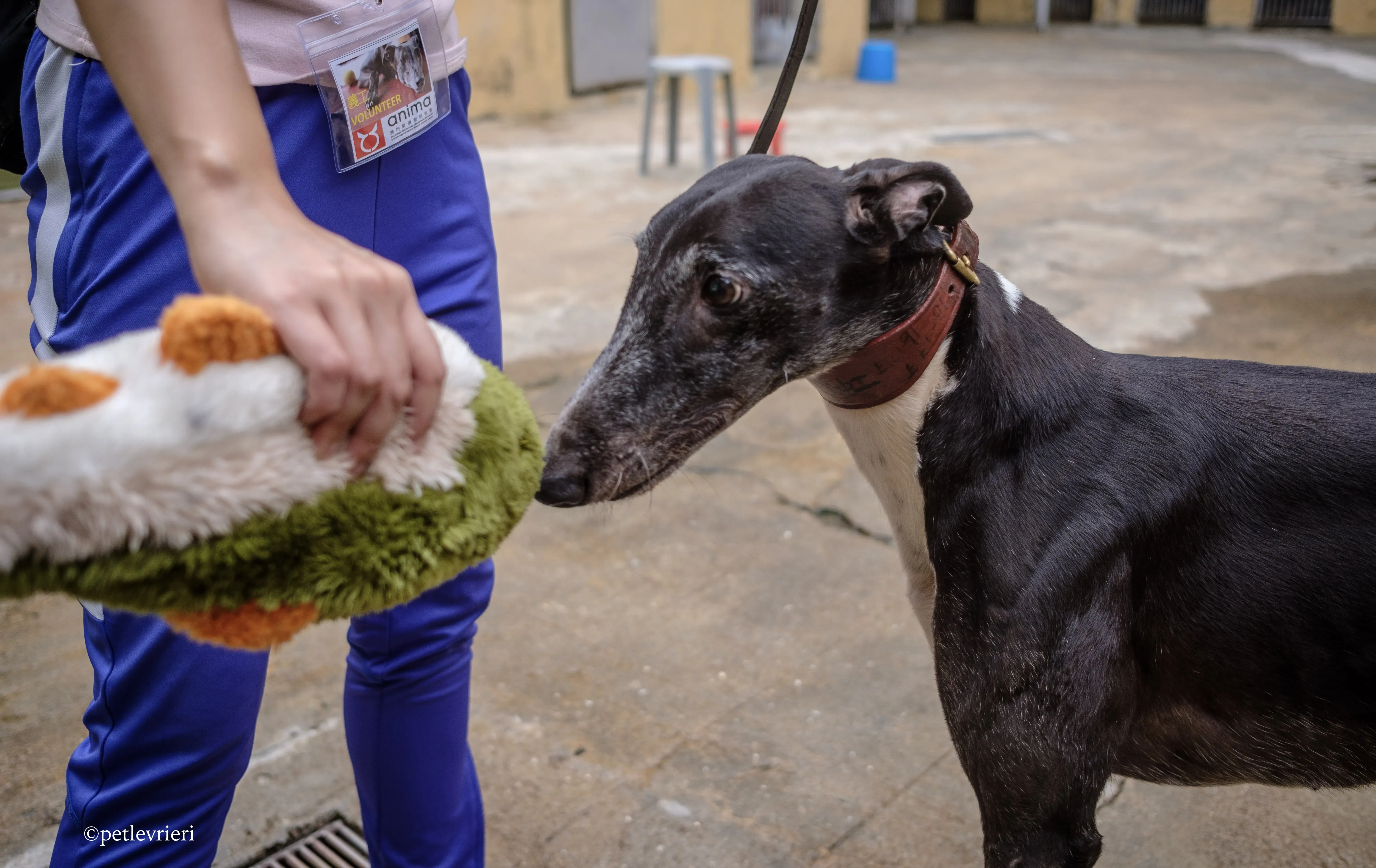 rainbow lamma adozione greyhound macao 13