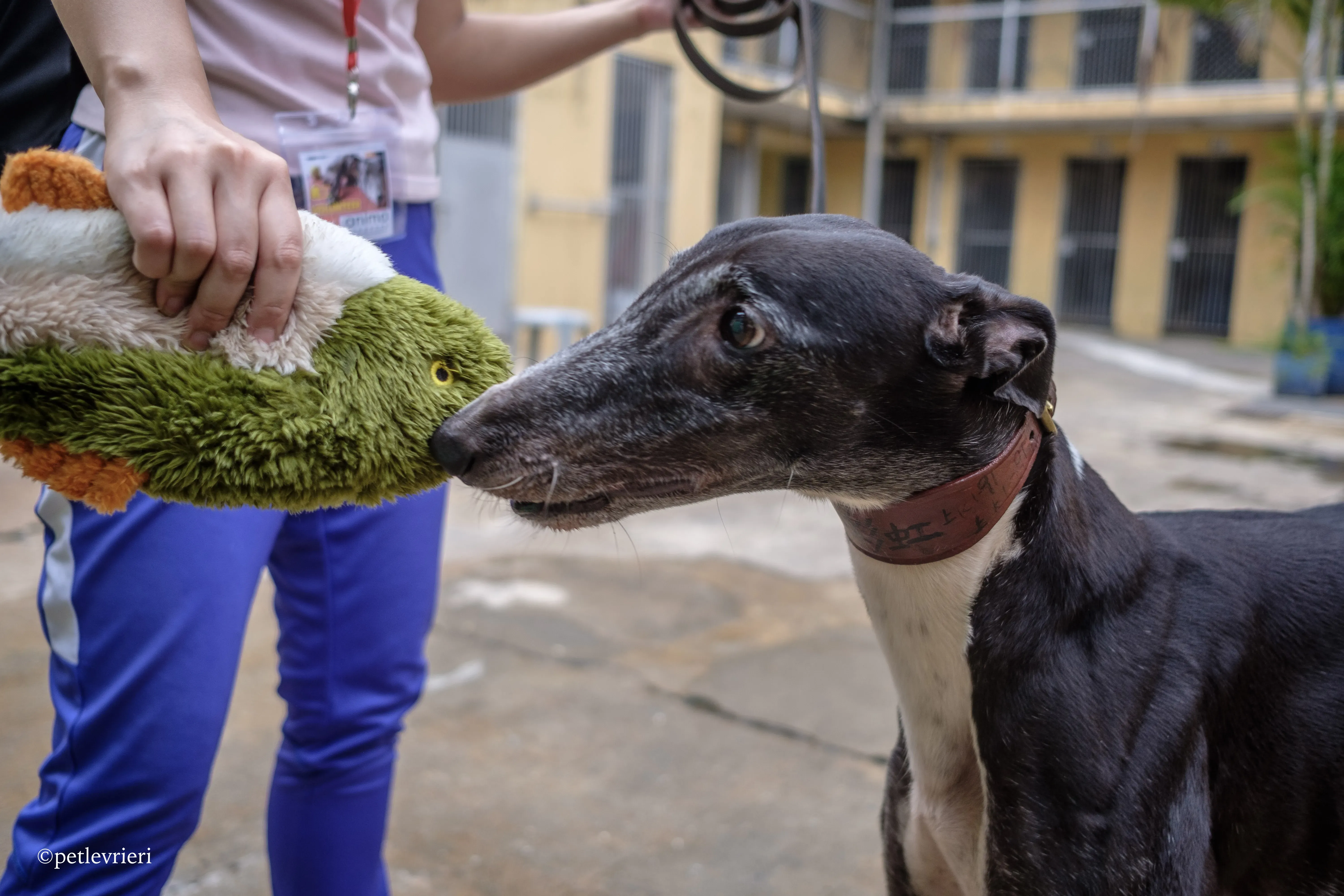 rainbow lamma adozione greyhound macao 14