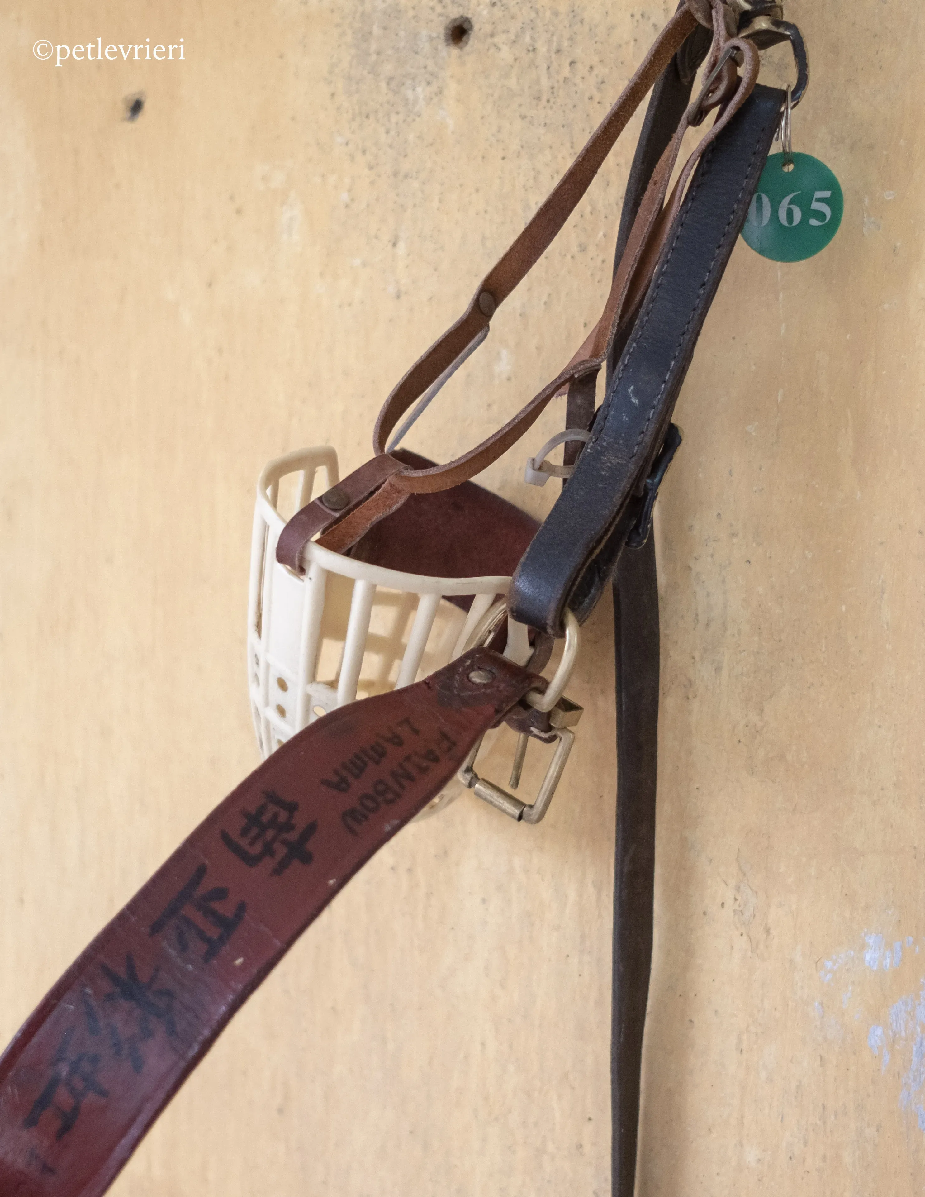 rainbow lamma adozione greyhound macao 15