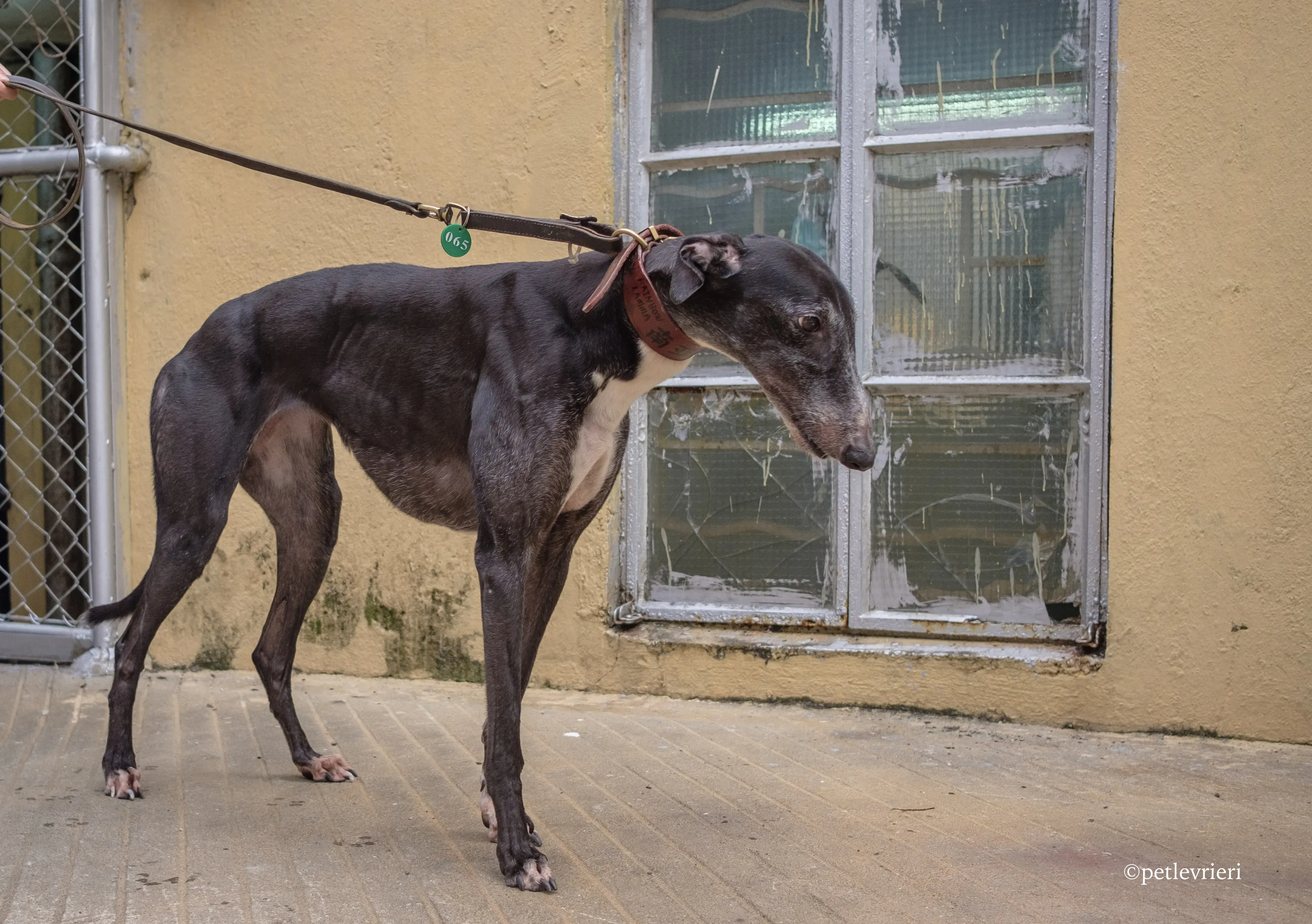 rainbow lamma adozione greyhound macao 2