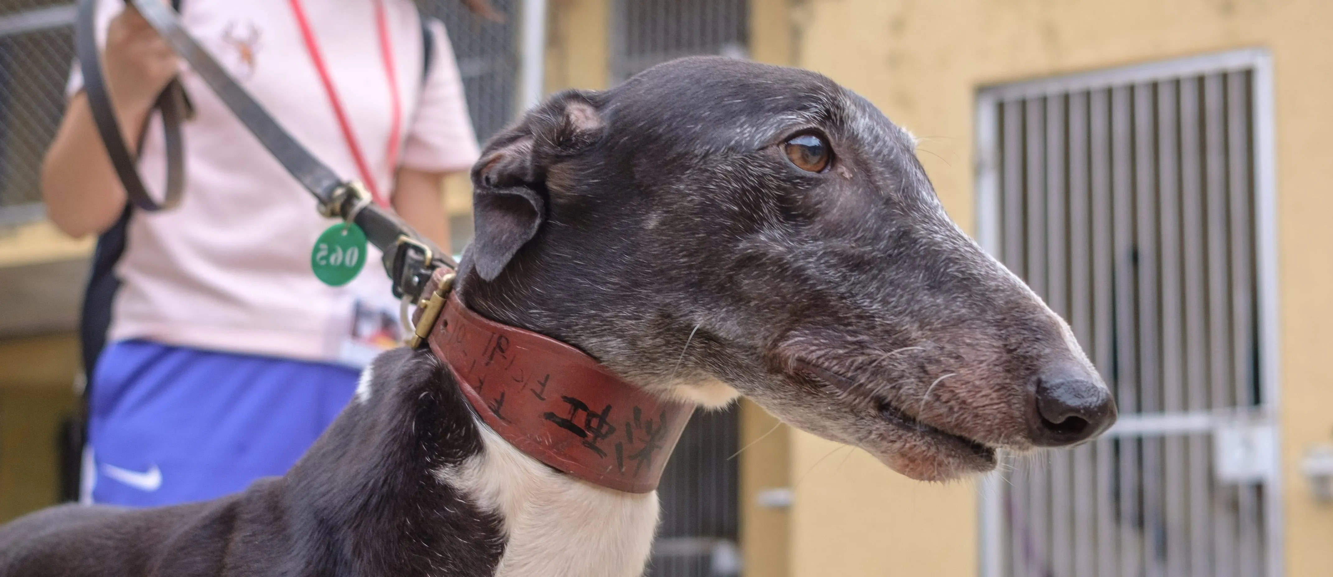 rainbow lamma adozione greyhound macao 3 e1544294880976