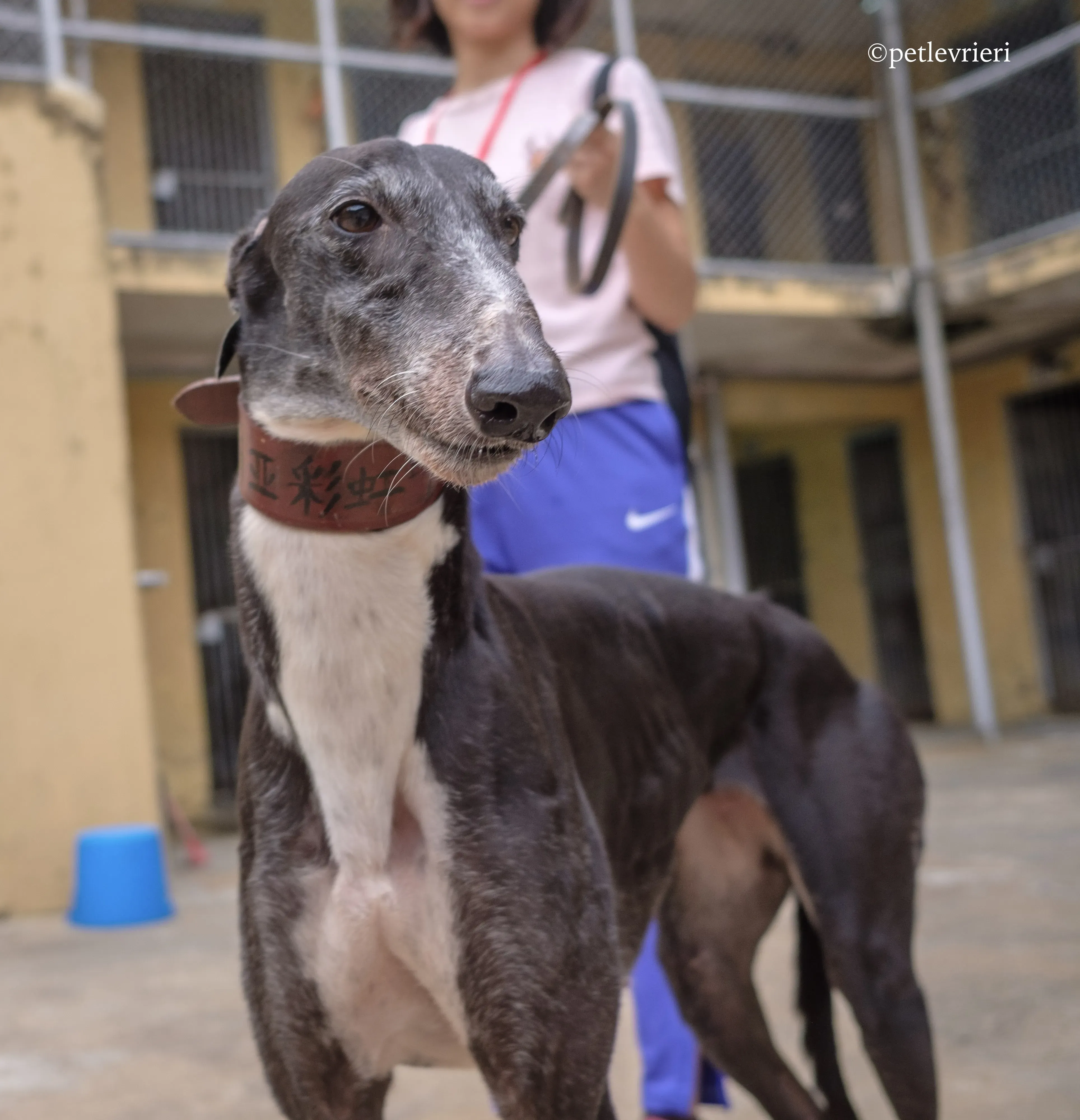 rainbow lamma adozione greyhound macao 4
