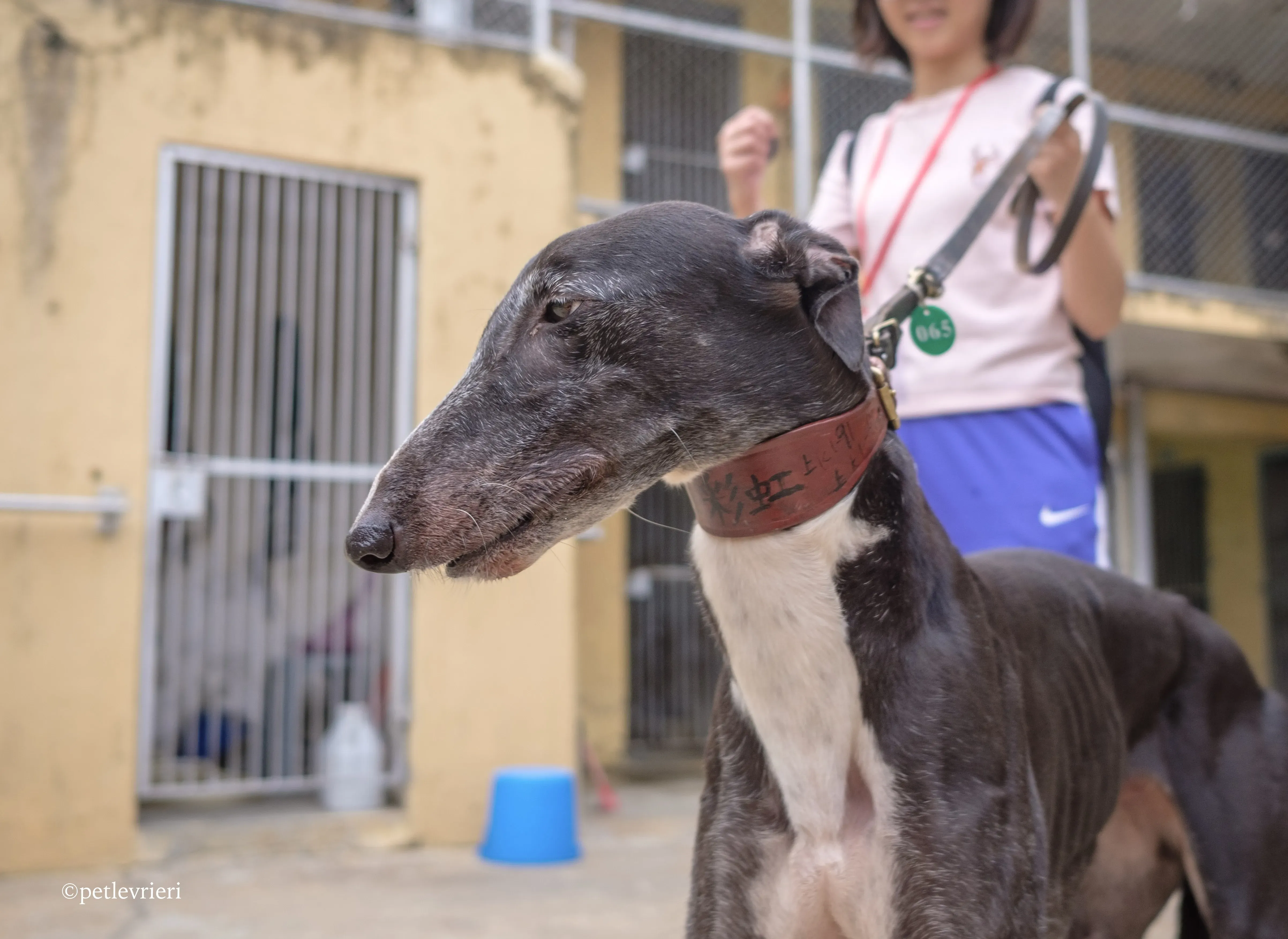 rainbow lamma adozione greyhound macao 5