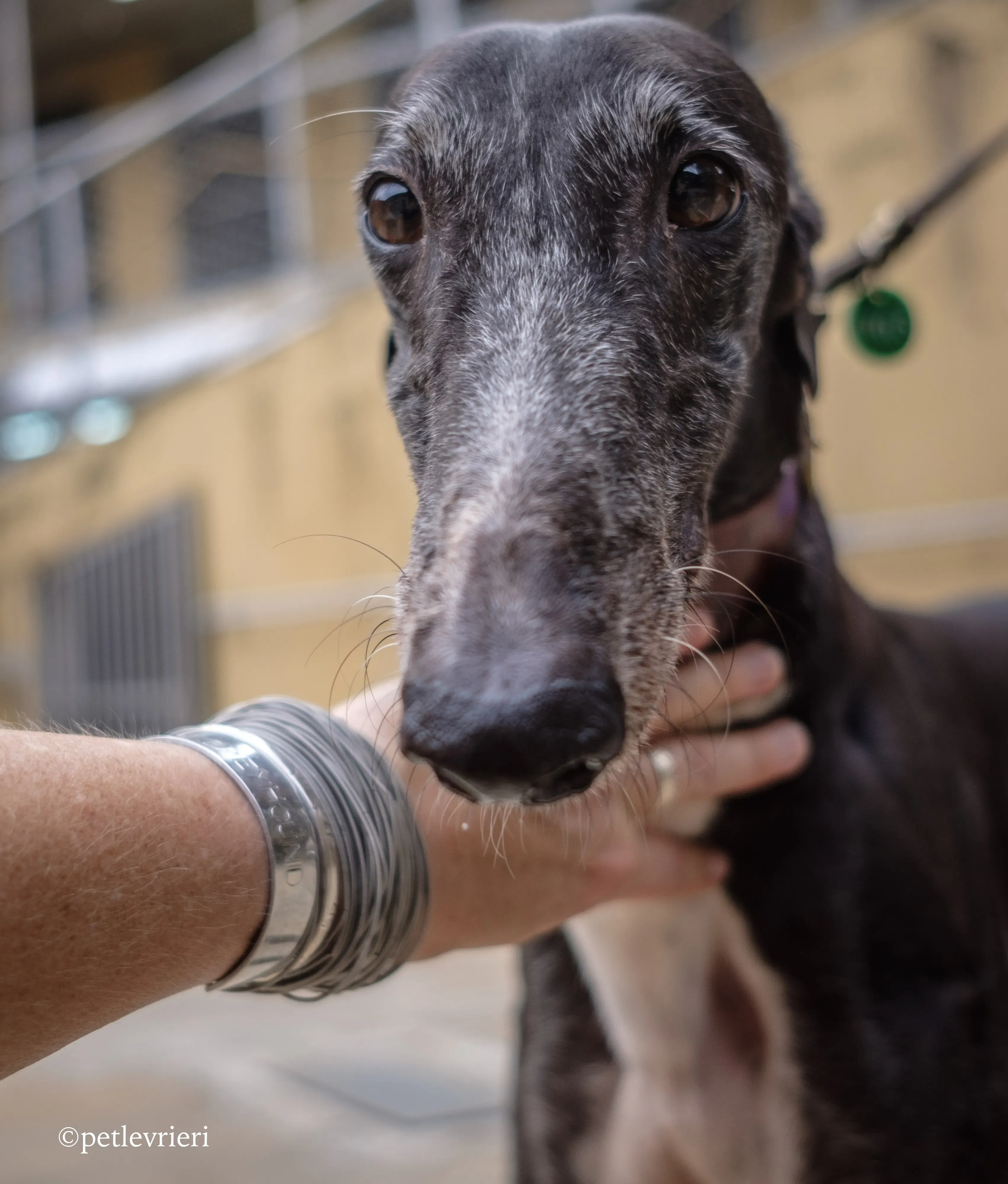 rainbow lamma adozione greyhound macao 6
