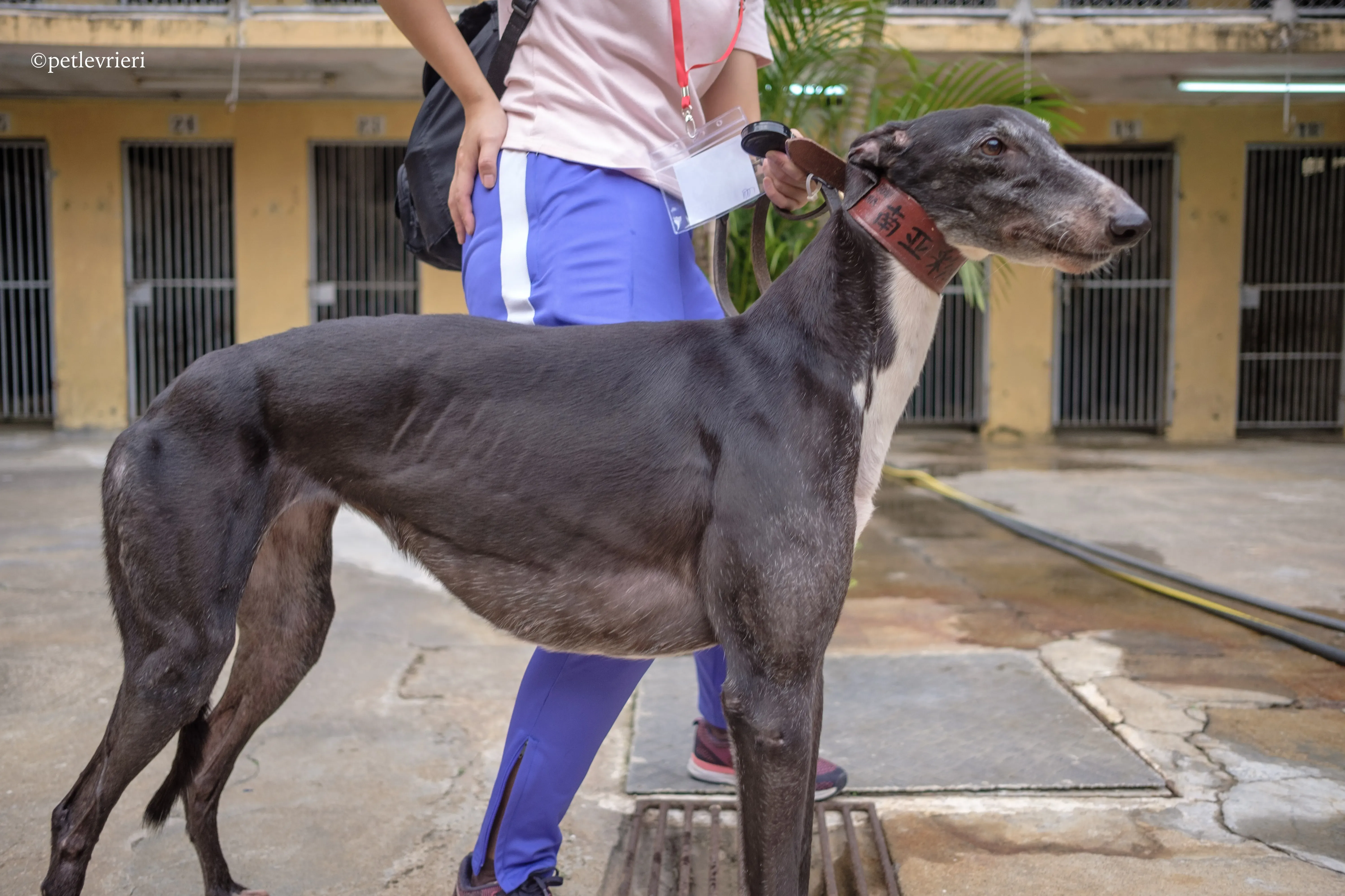 rainbow lamma adozione greyhound macao 7