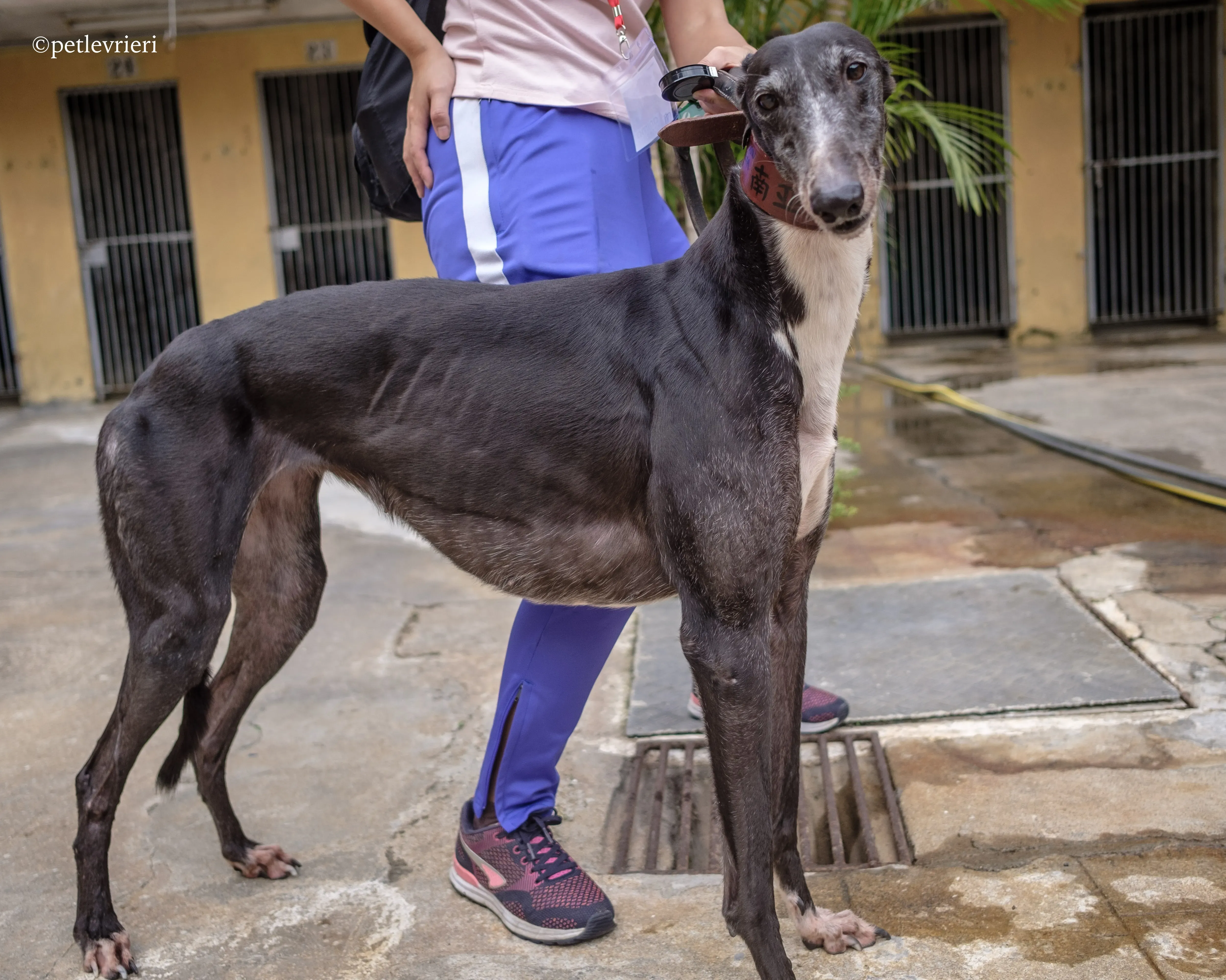 rainbow lamma adozione greyhound macao 8
