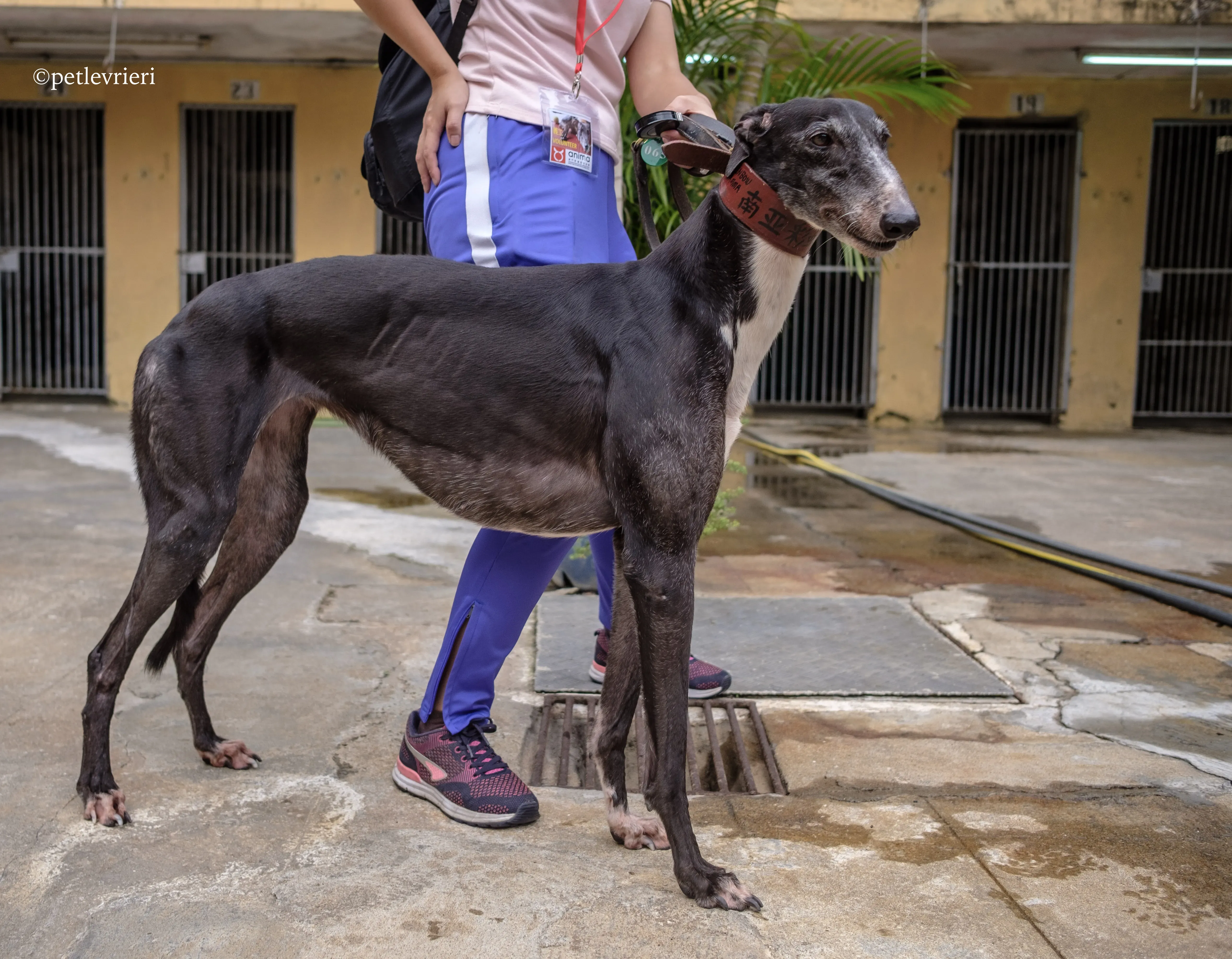 rainbow lamma adozione greyhound macao 9