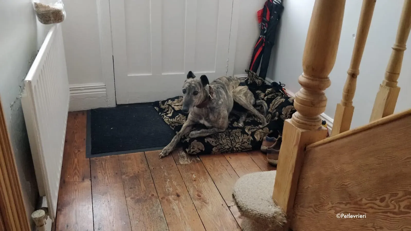 rainne adozione levrieri greyhound 1