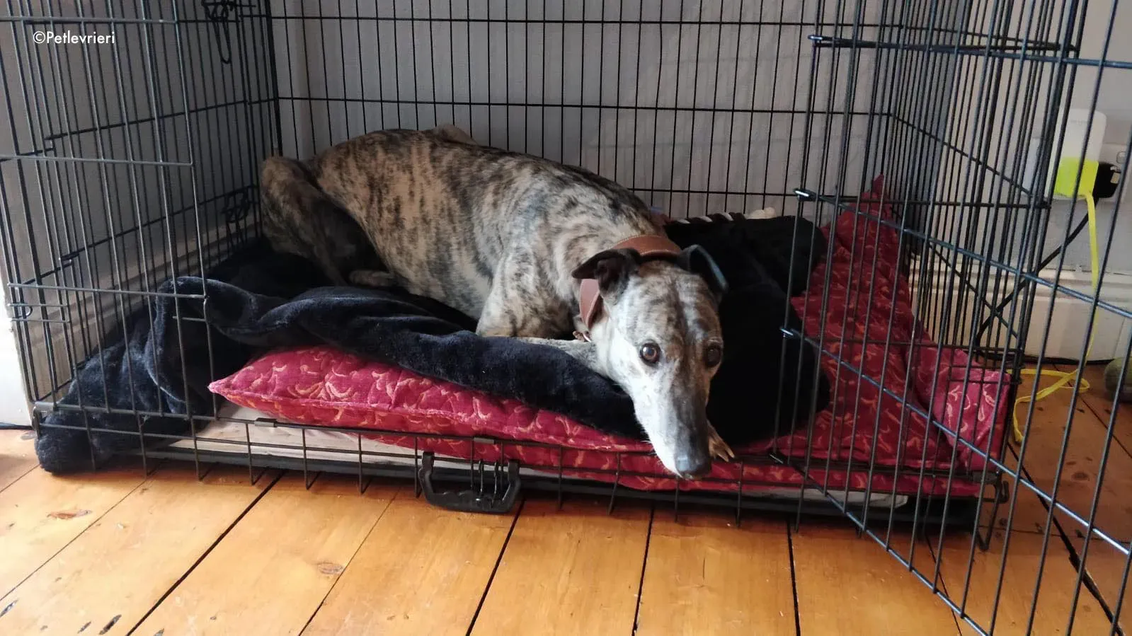 rainne adozione levrieri greyhound 2