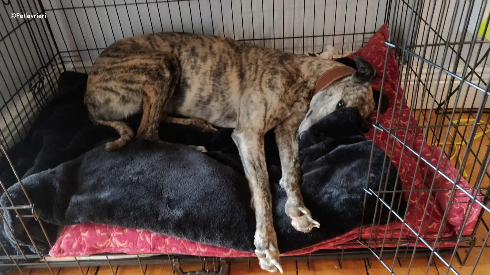 rainne adozione levrieri greyhound 3