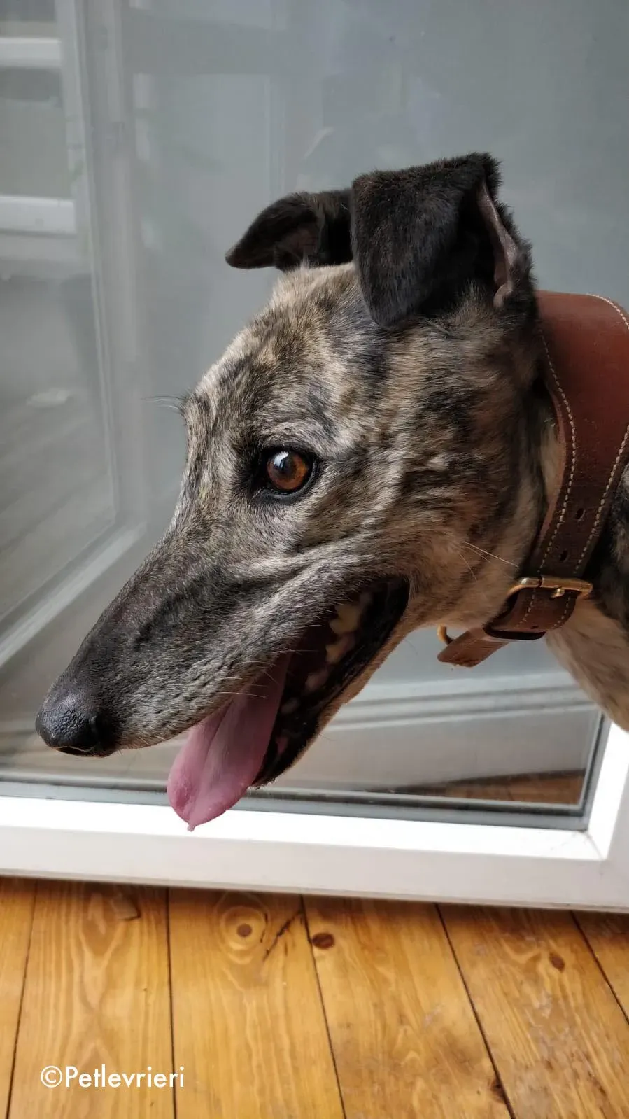 rainne adozione levrieri greyhound 4