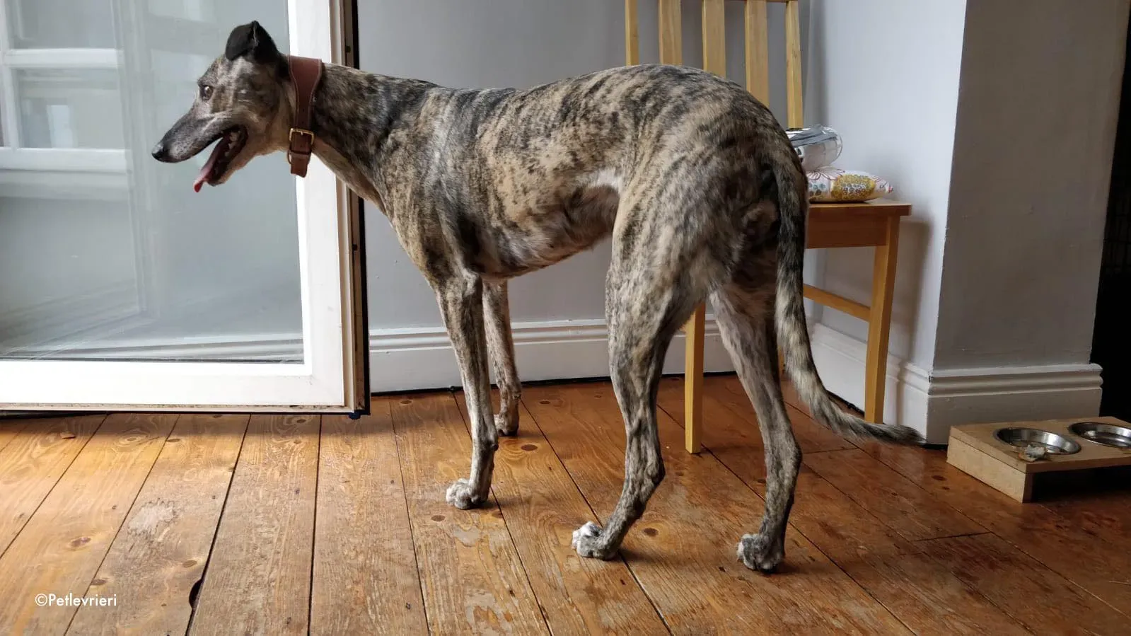 rainne adozione levrieri greyhound 5