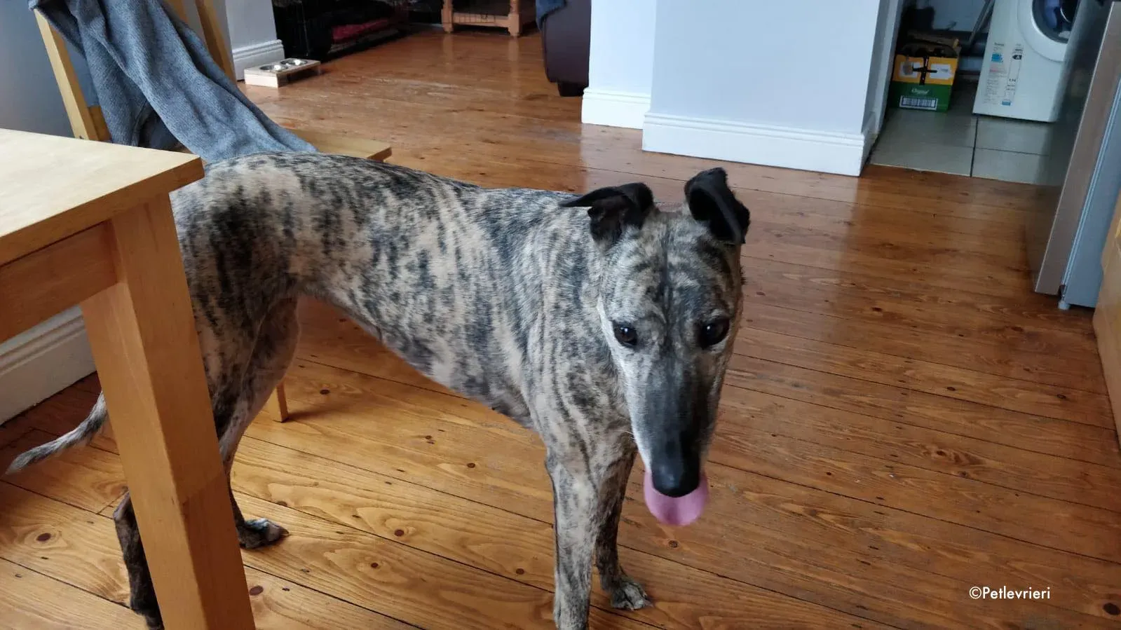 rainne adozione levrieri greyhound 6