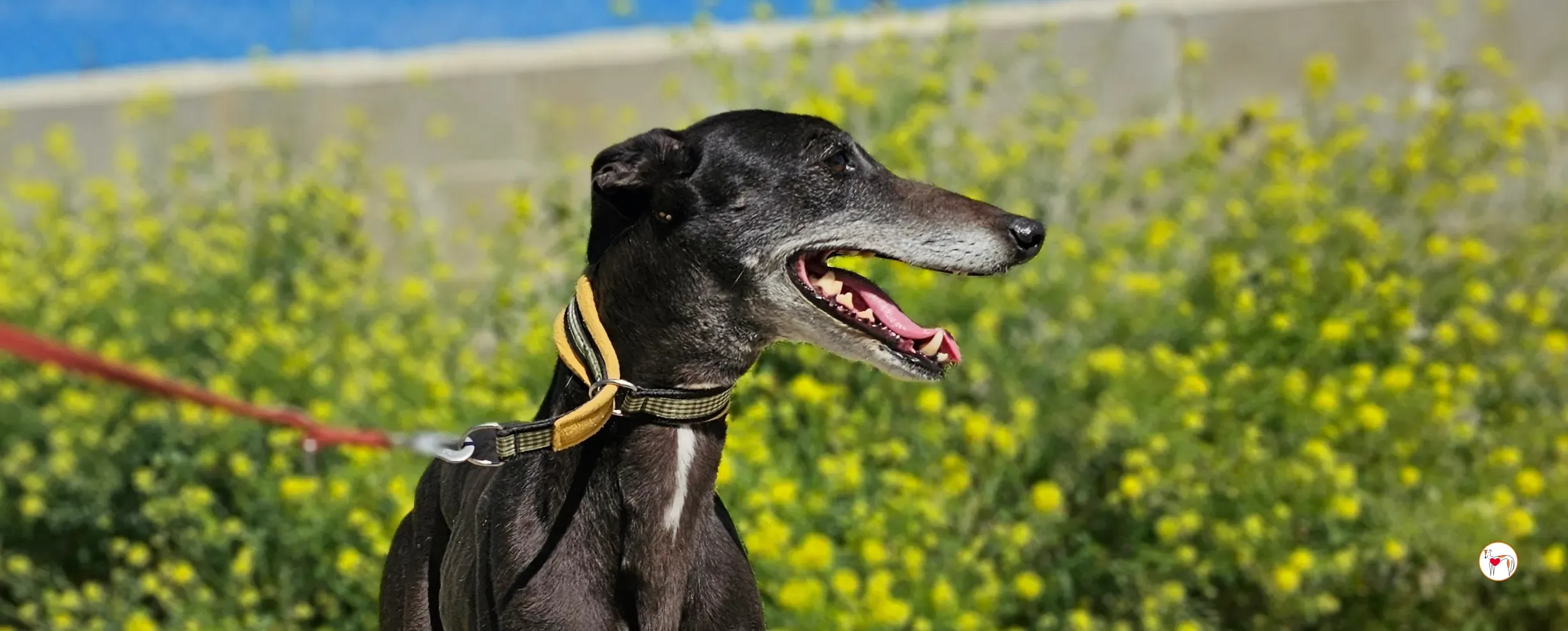 raissa galgo adozione 00 copertina