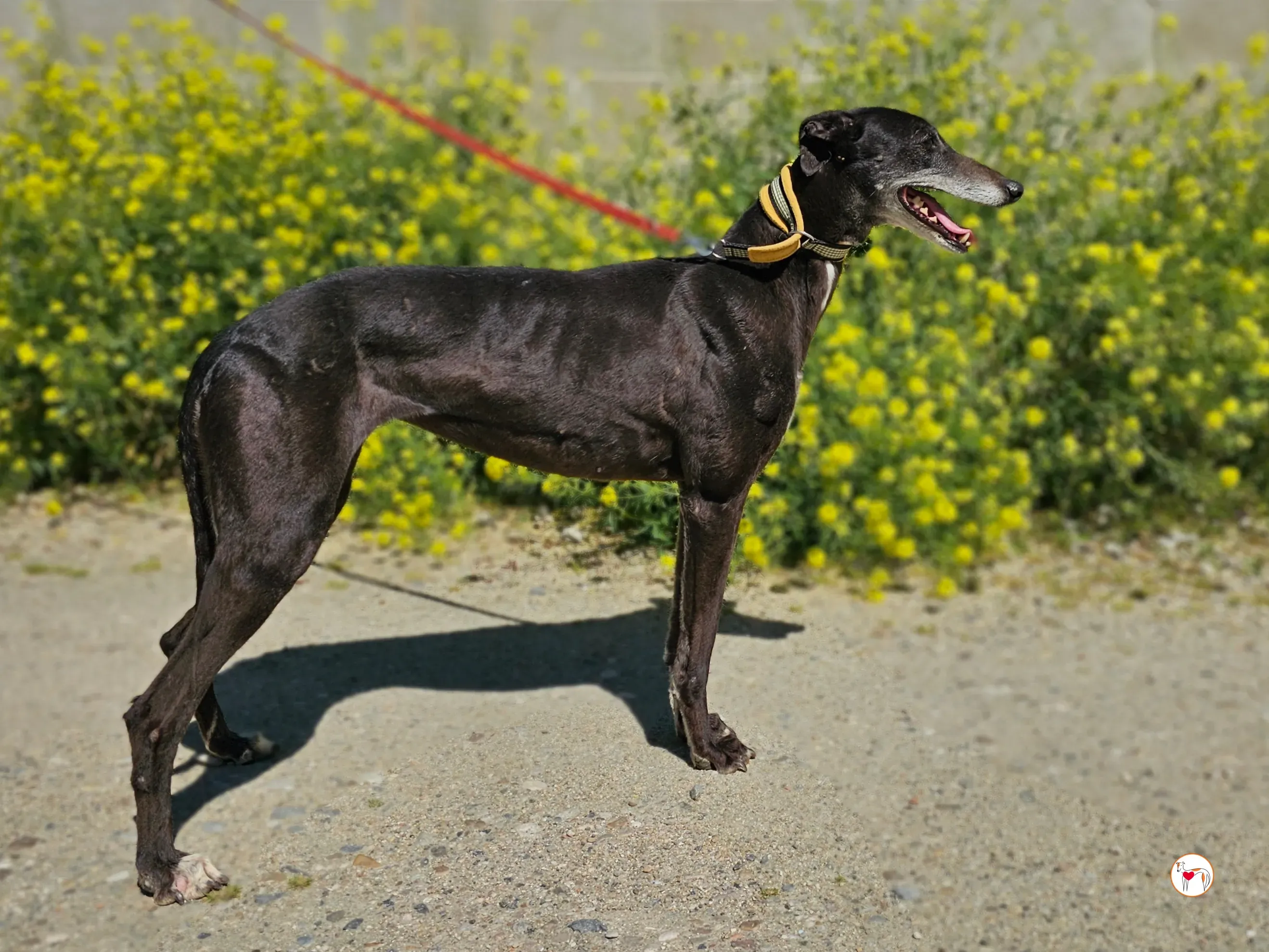 raissa galgo adozione 01