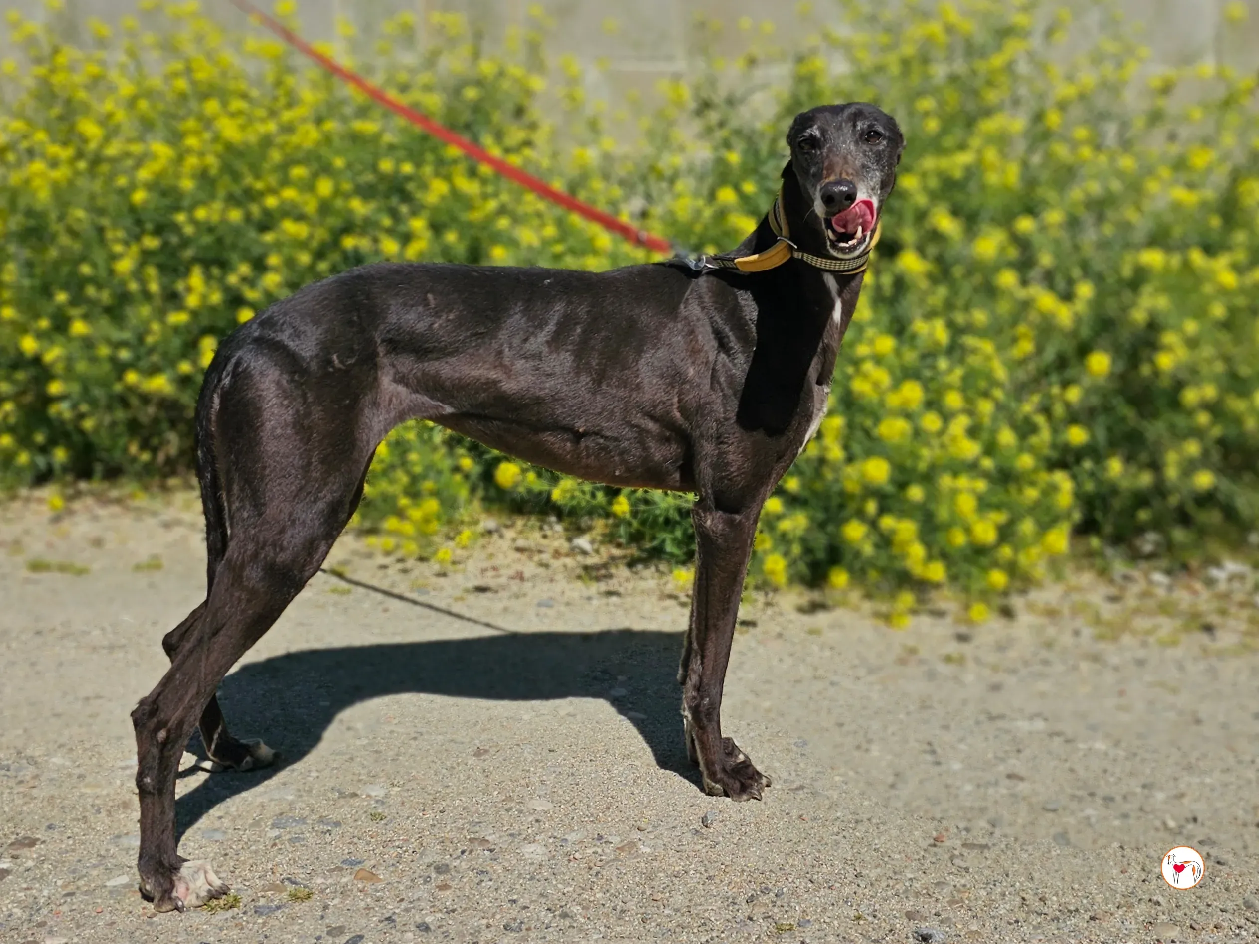 raissa galgo adozione 03