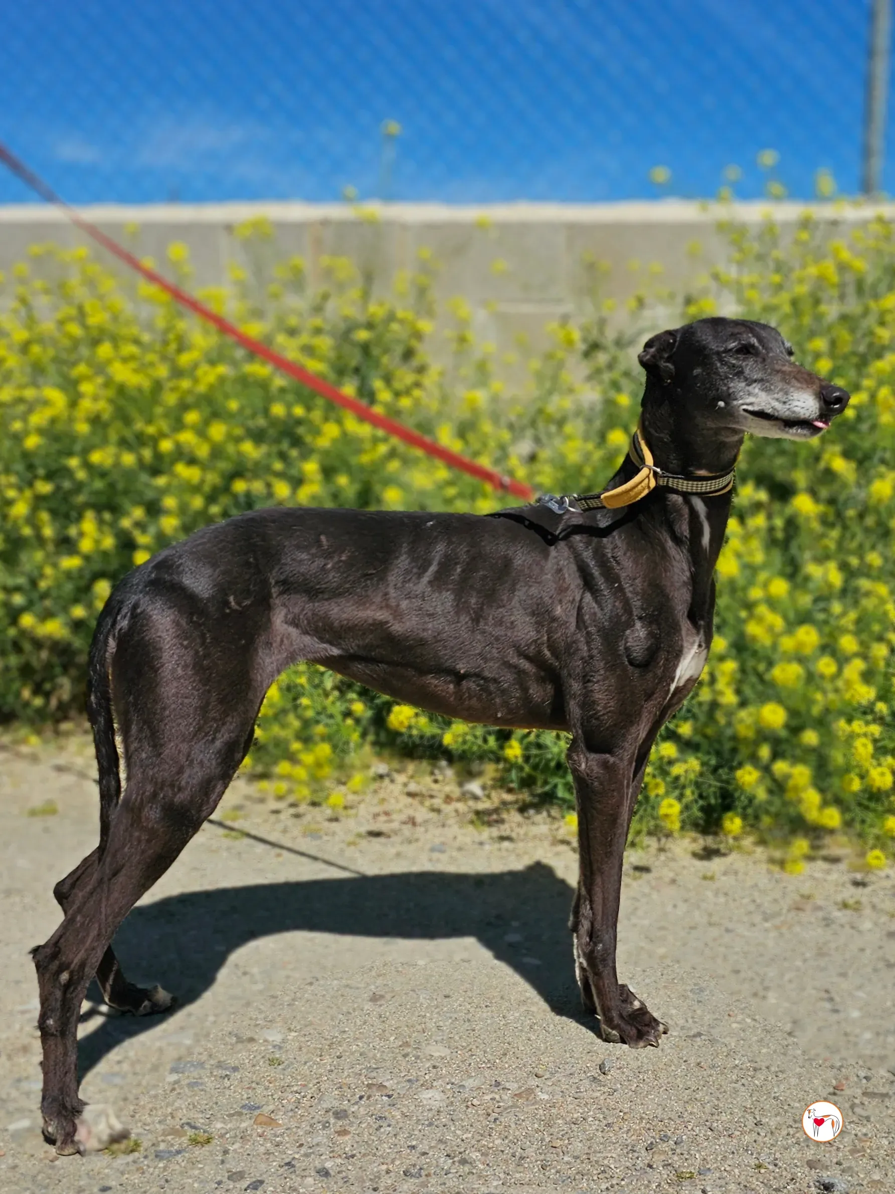 raissa galgo adozione 04