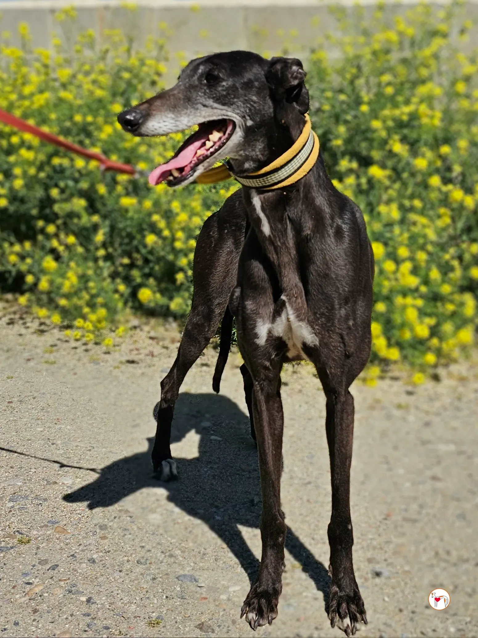 raissa galgo adozione 05