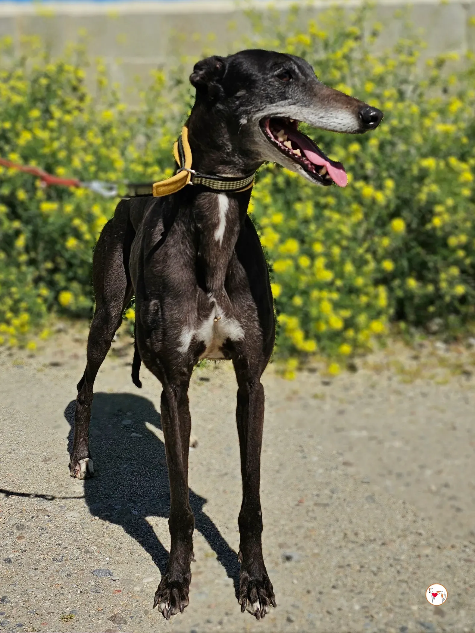 raissa galgo adozione 06