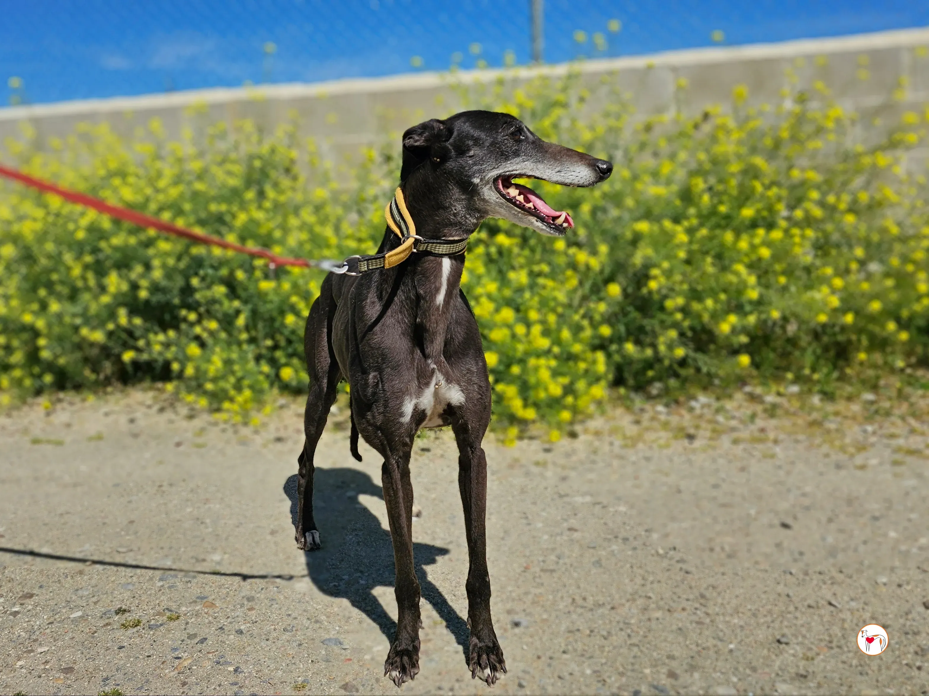 raissa galgo adozione 07