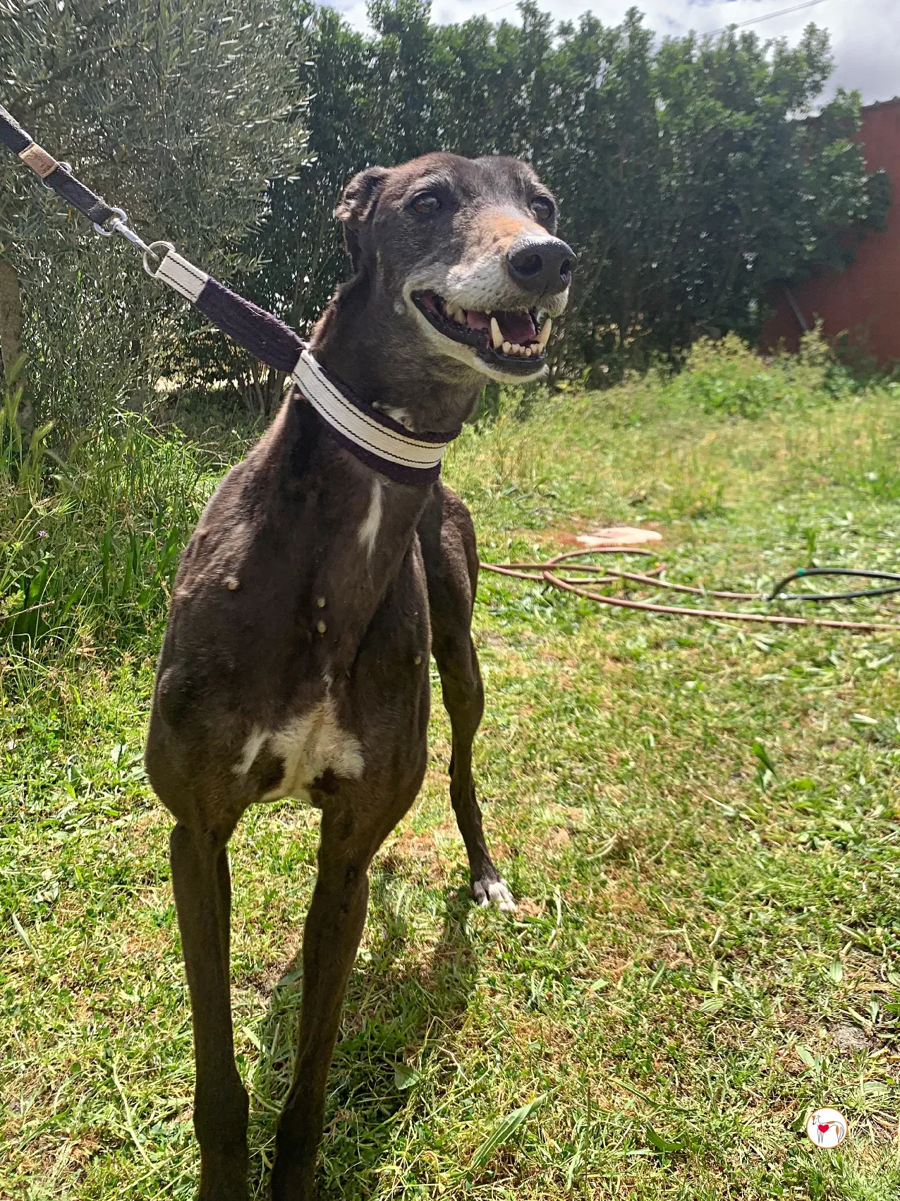 raissa galgo adozione 08