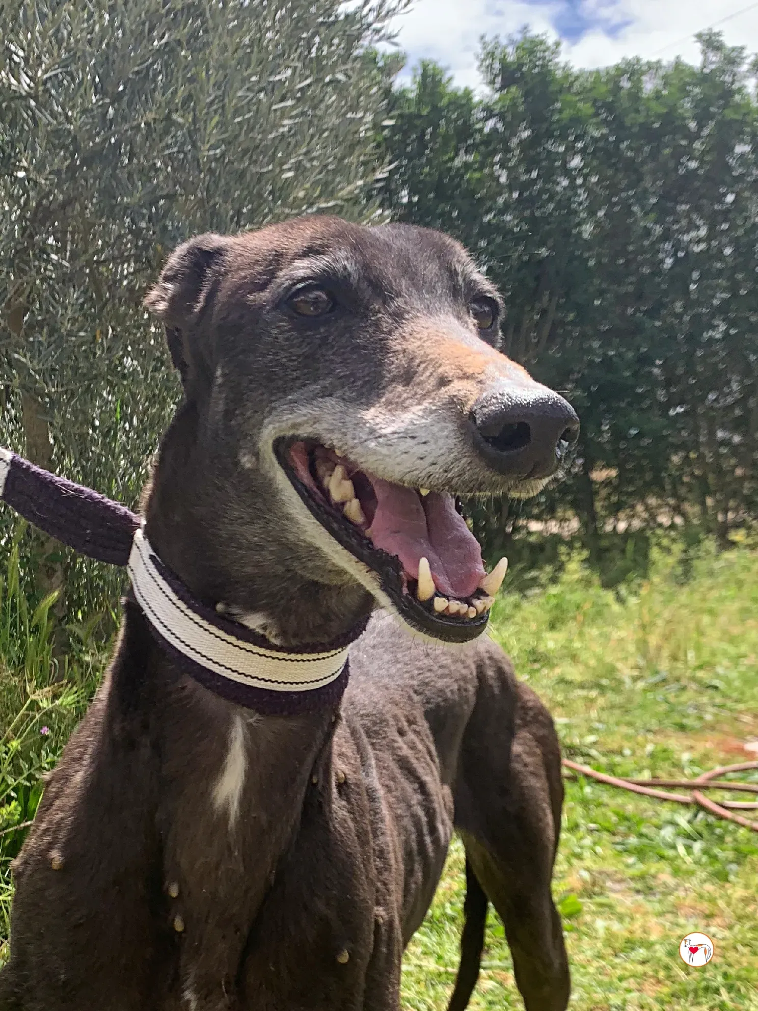 raissa galgo adozione 09