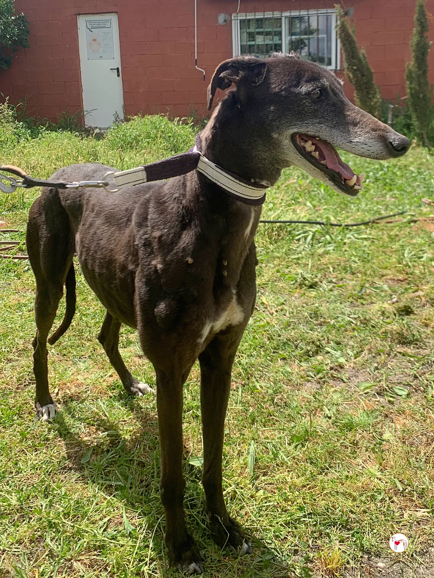 raissa galgo adozione 10