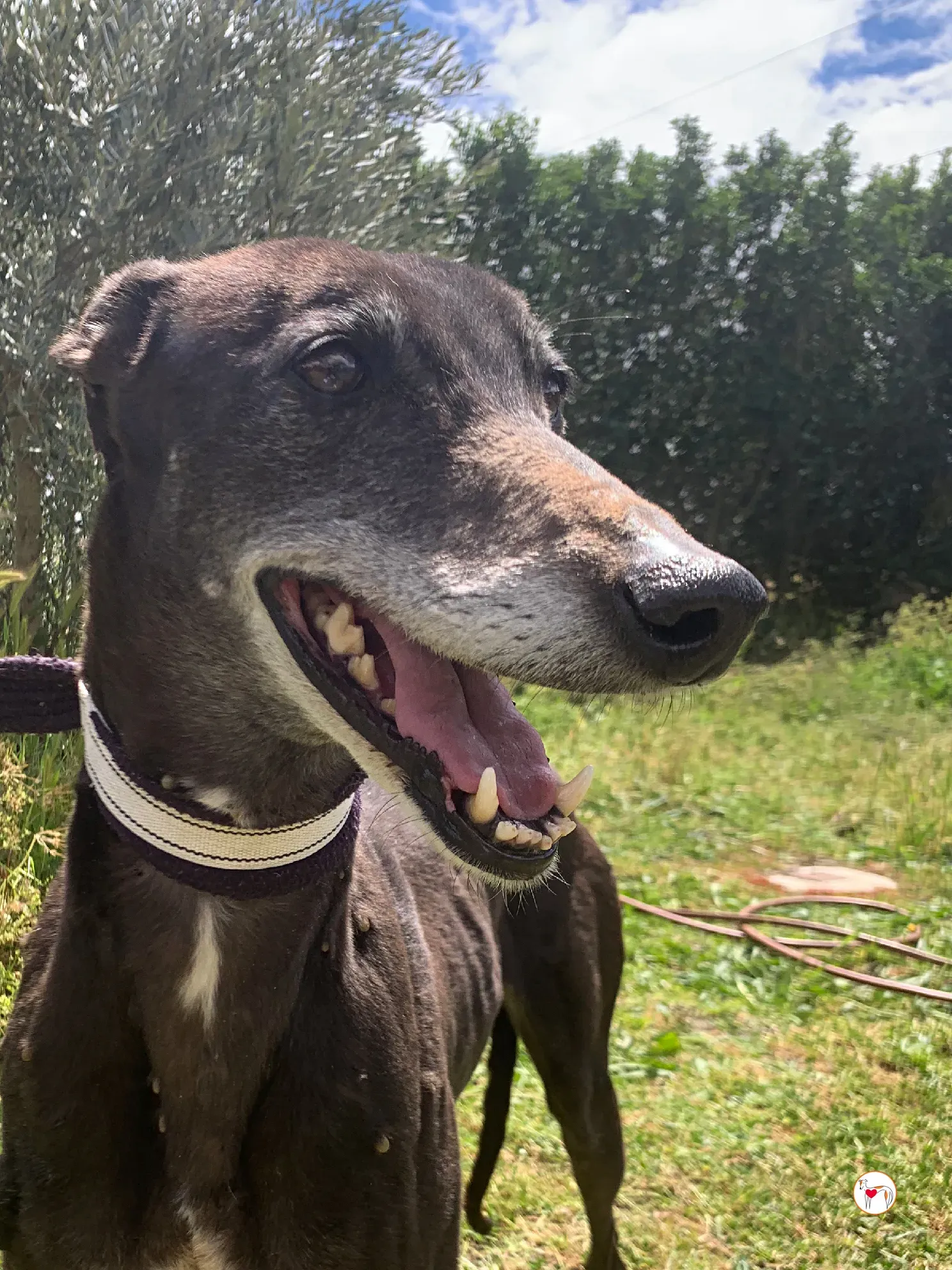 raissa galgo adozione 11