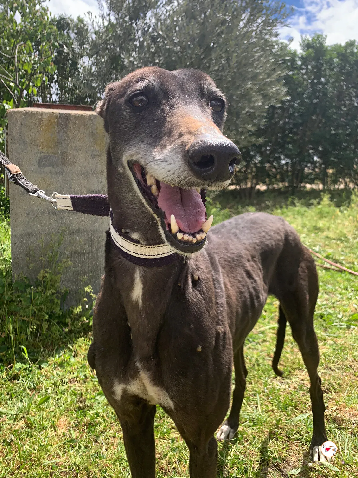 raissa galgo adozione 12