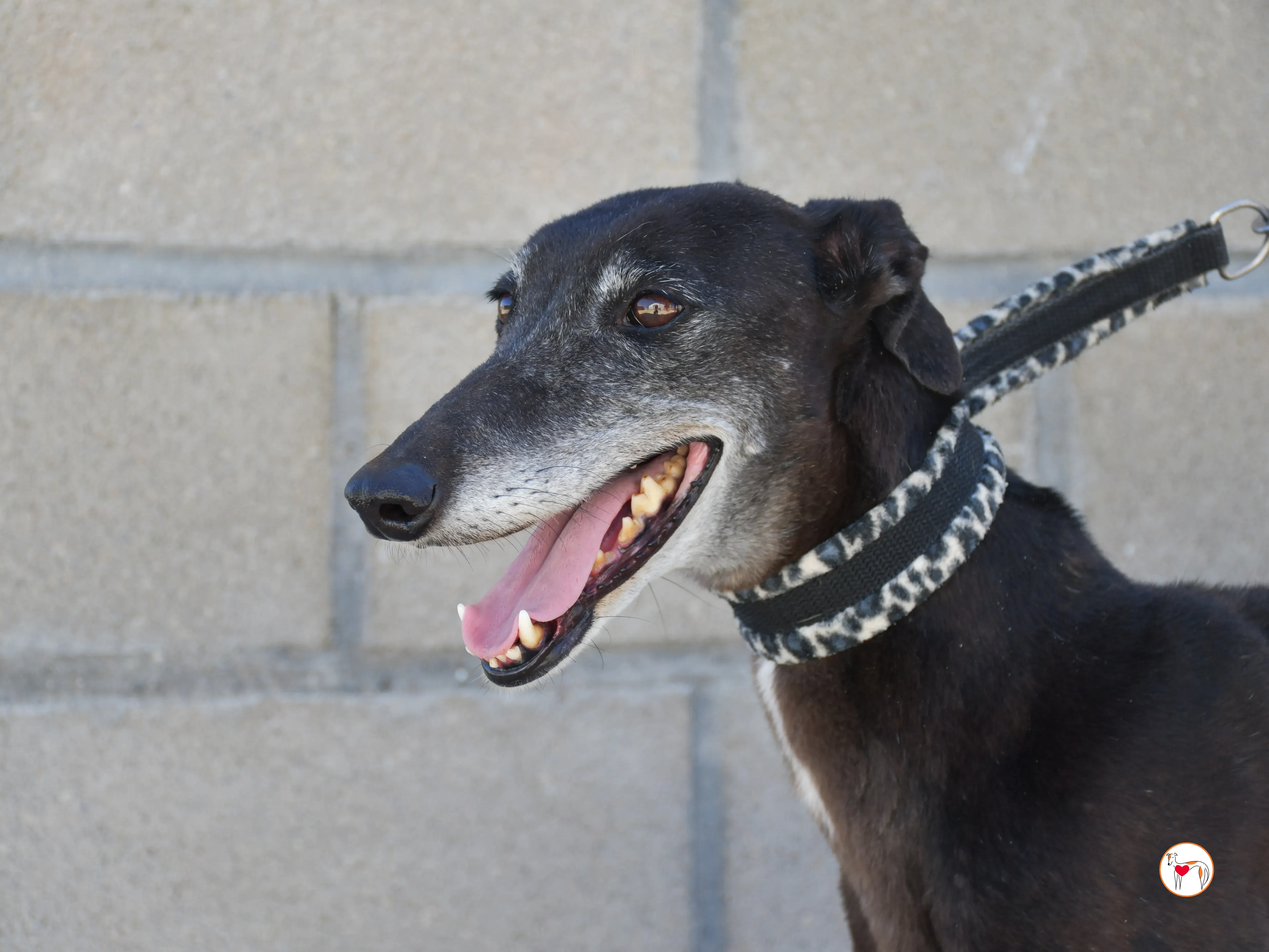 raissa galgo adozione 15