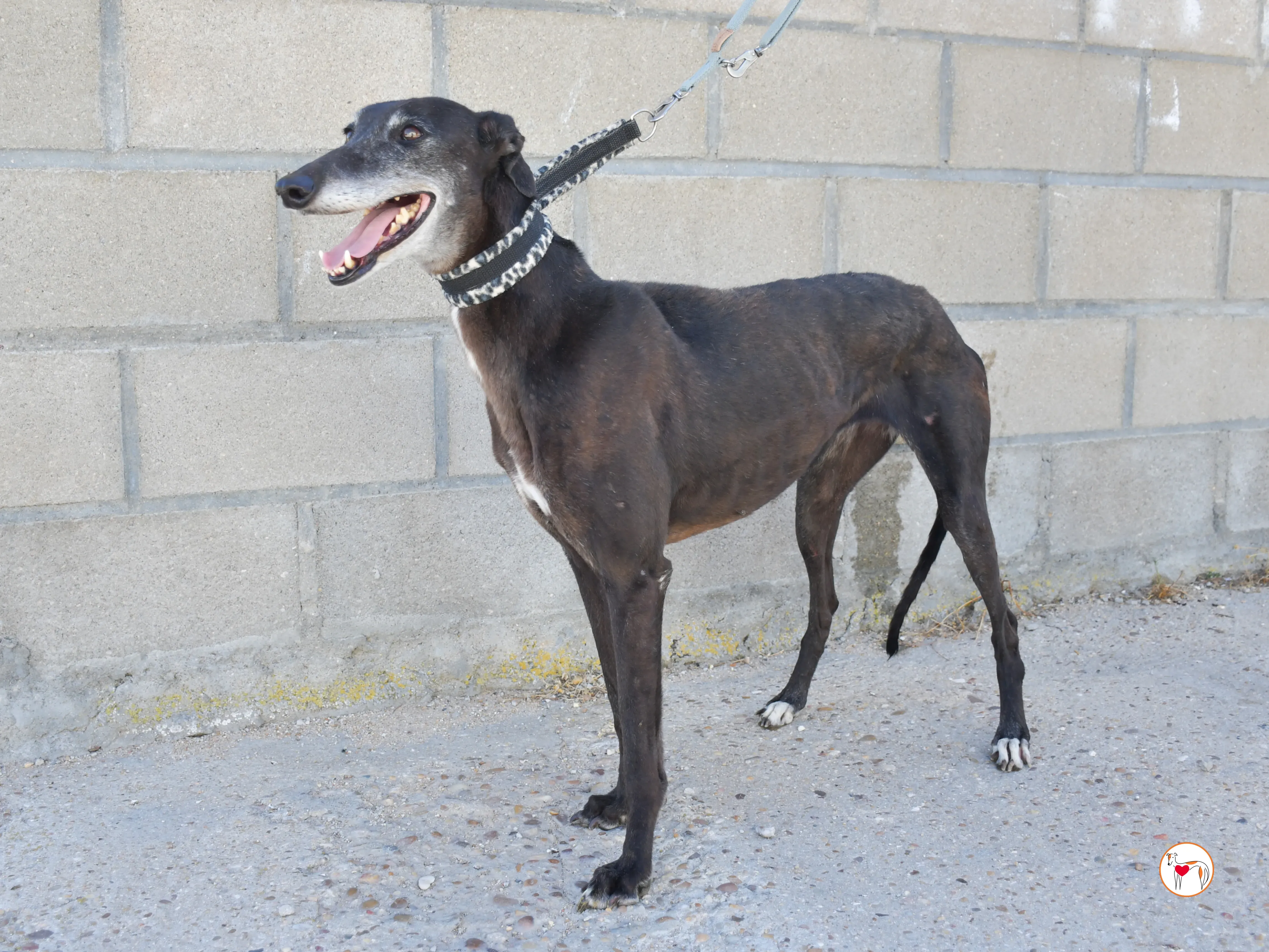 raissa galgo adozione 16