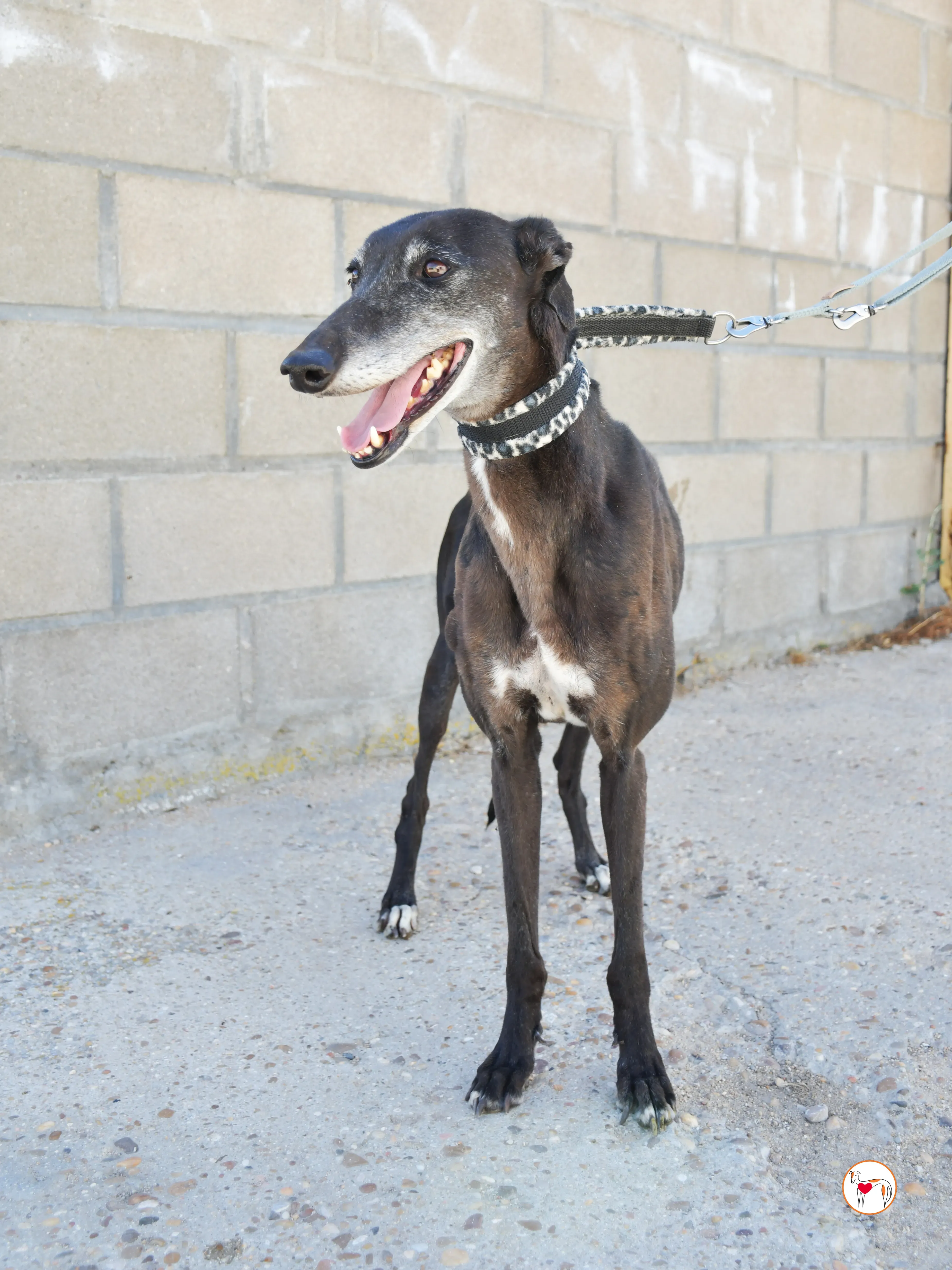 raissa galgo adozione 18