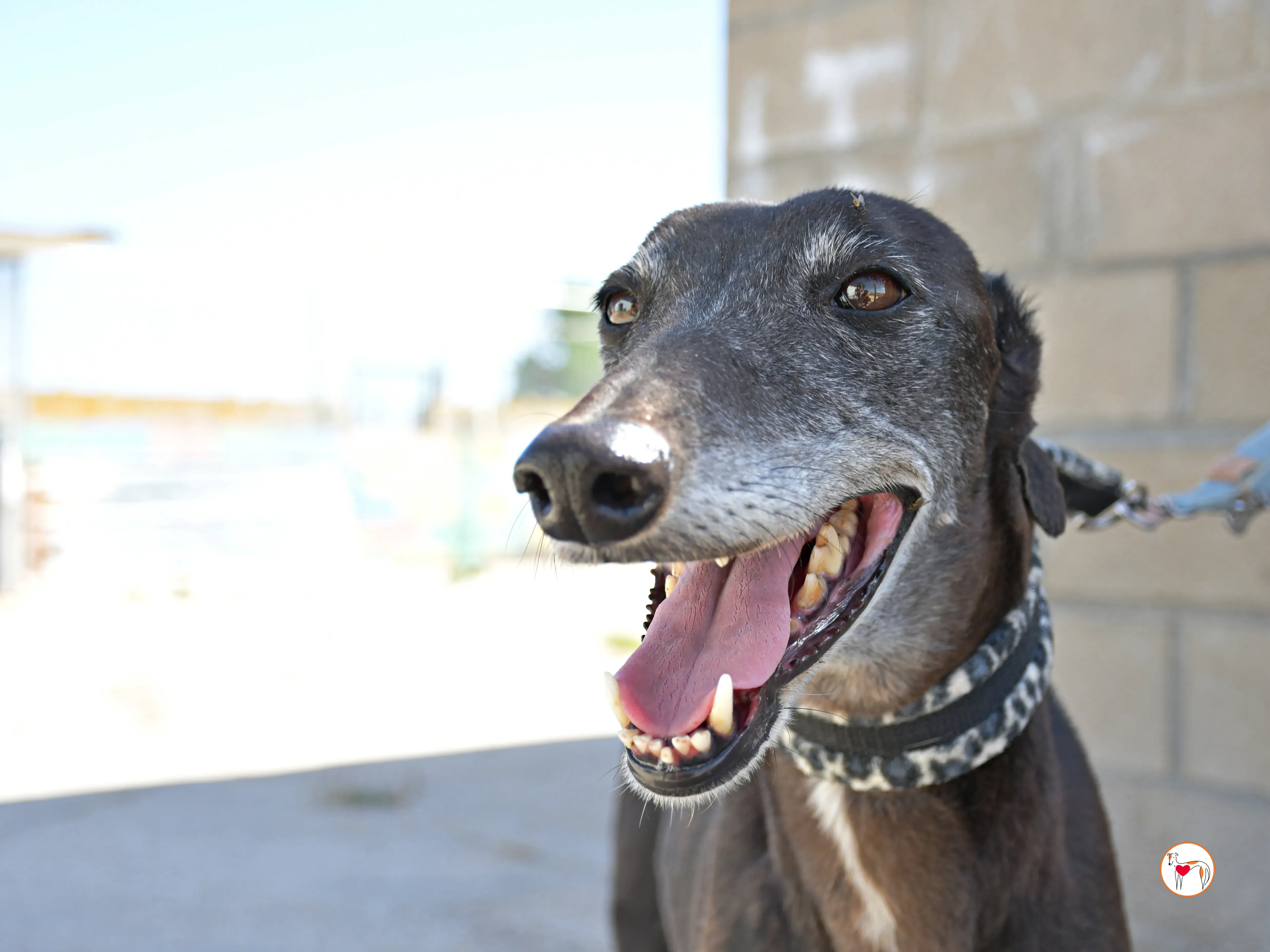 raissa galgo adozione 19