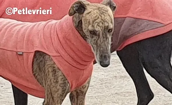 rambo adozione levrieri galgo 1