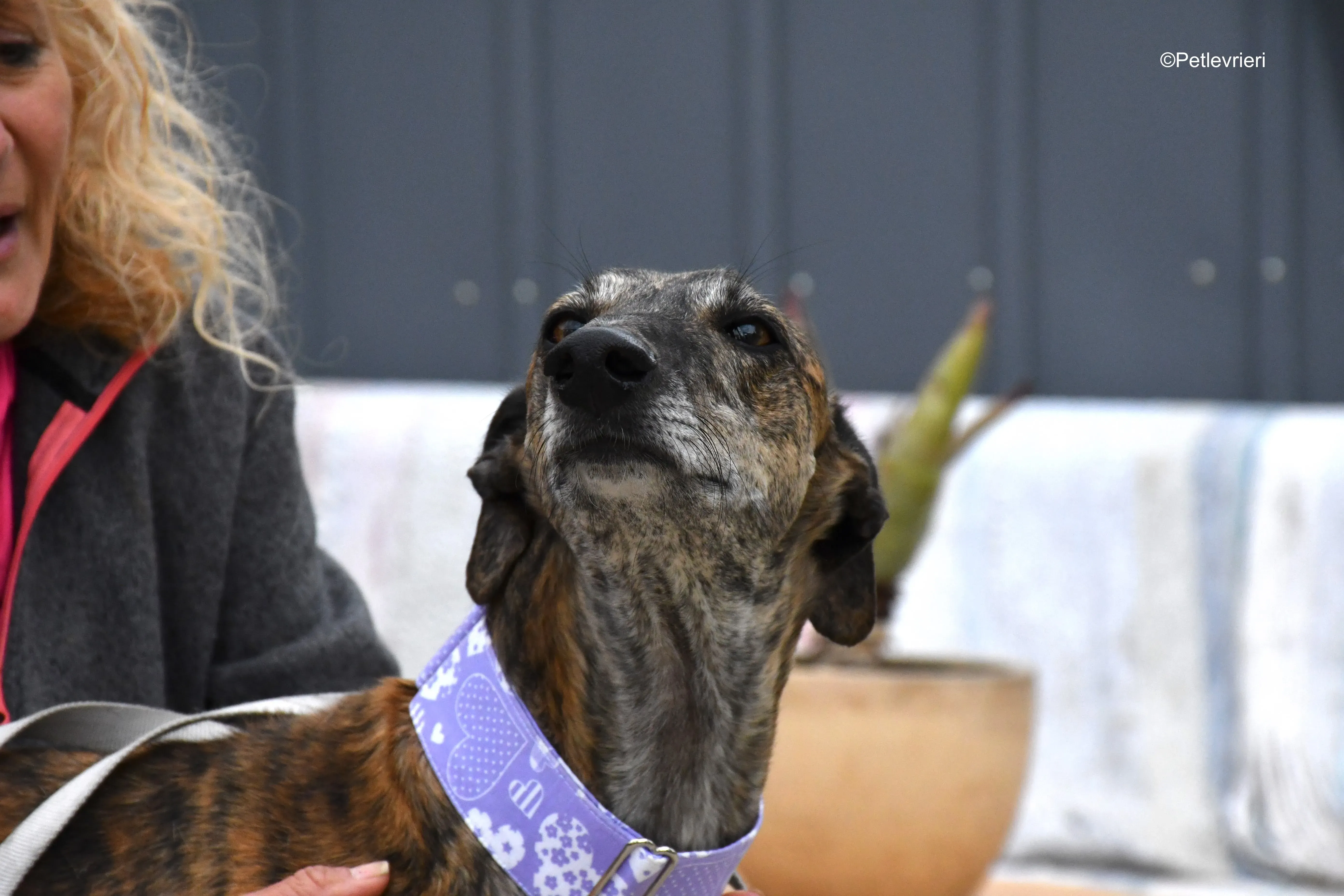 rambo adozione levrieri galgo 11