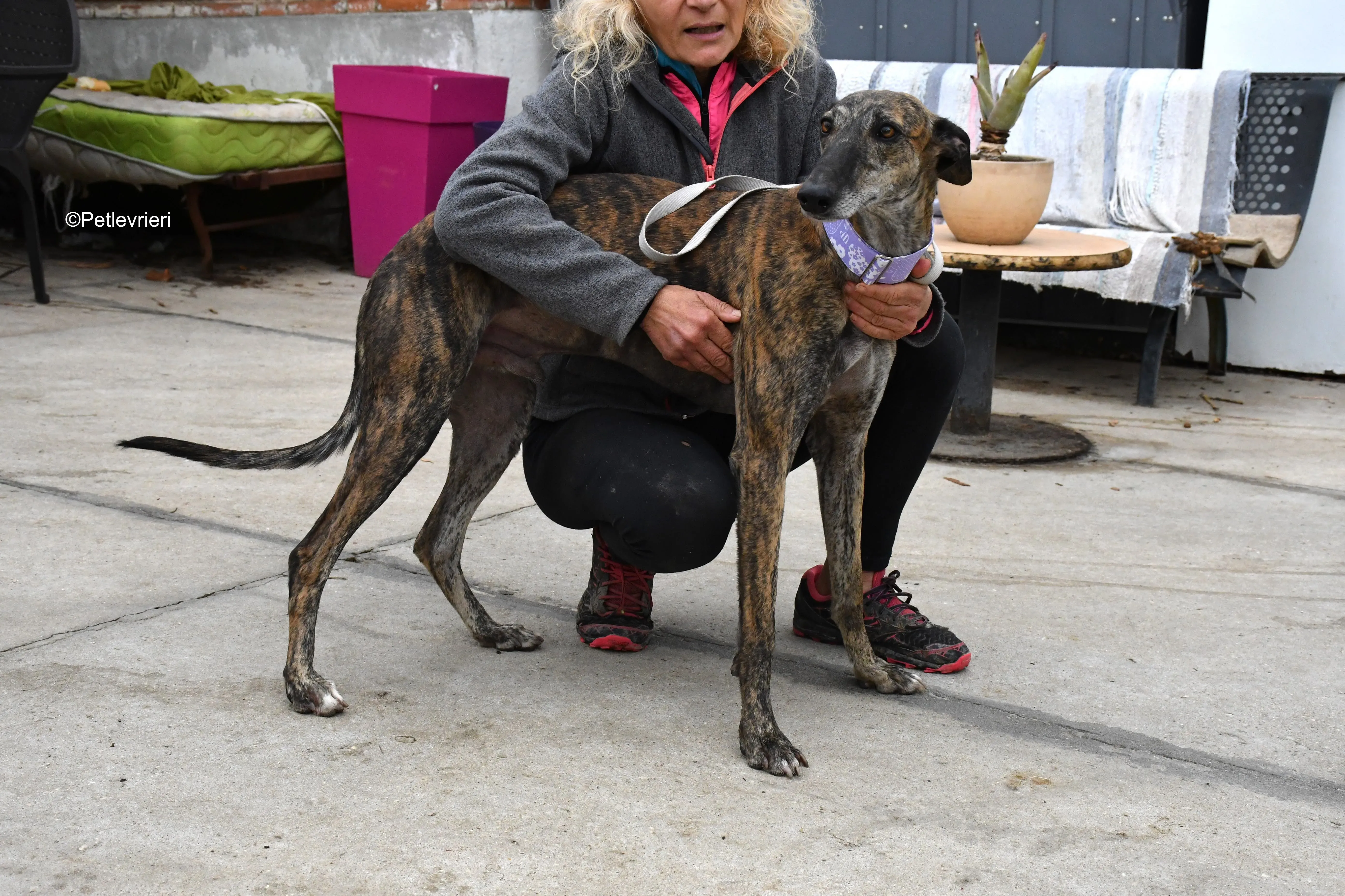 rambo adozione levrieri galgo 12