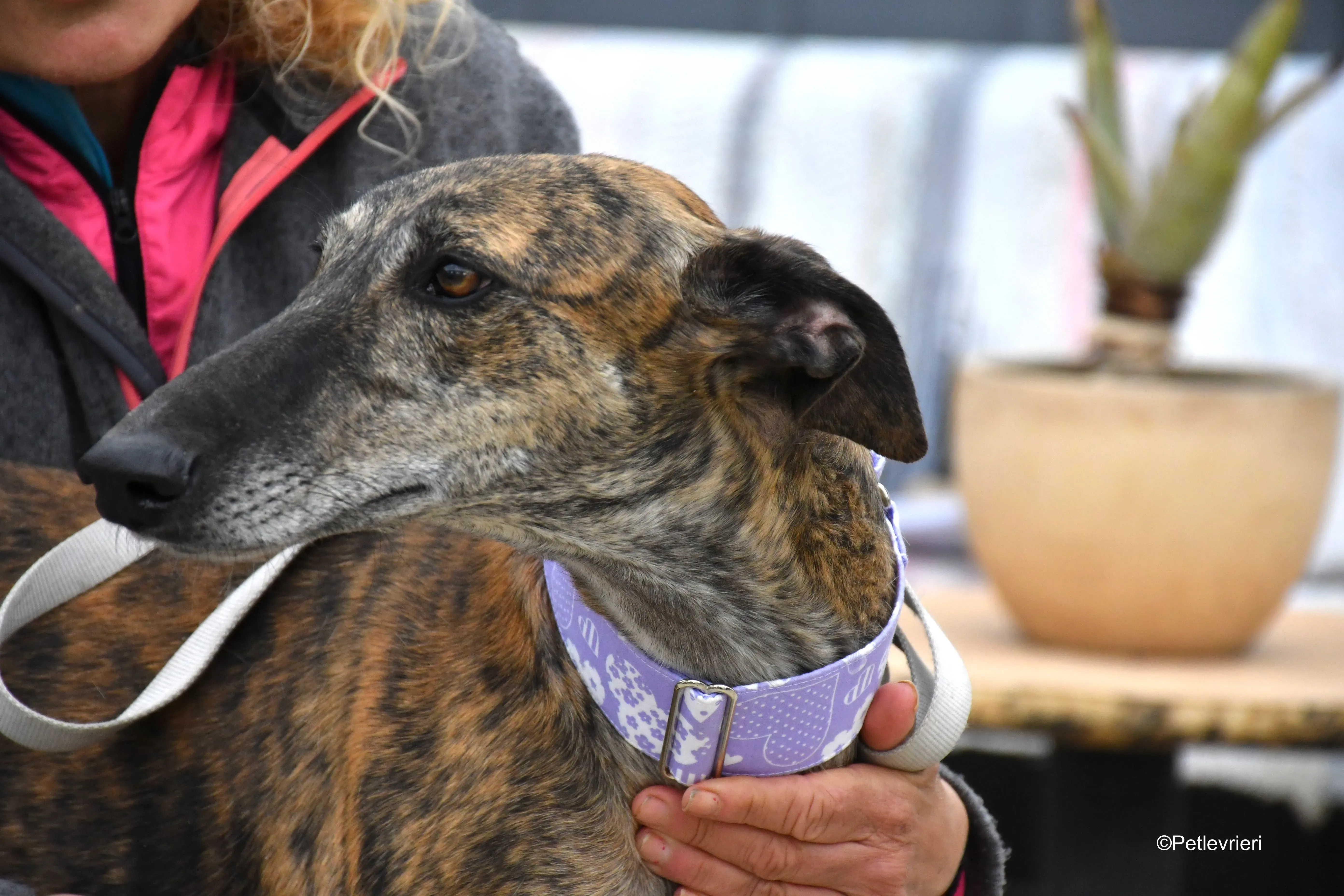 rambo adozione levrieri galgo 13