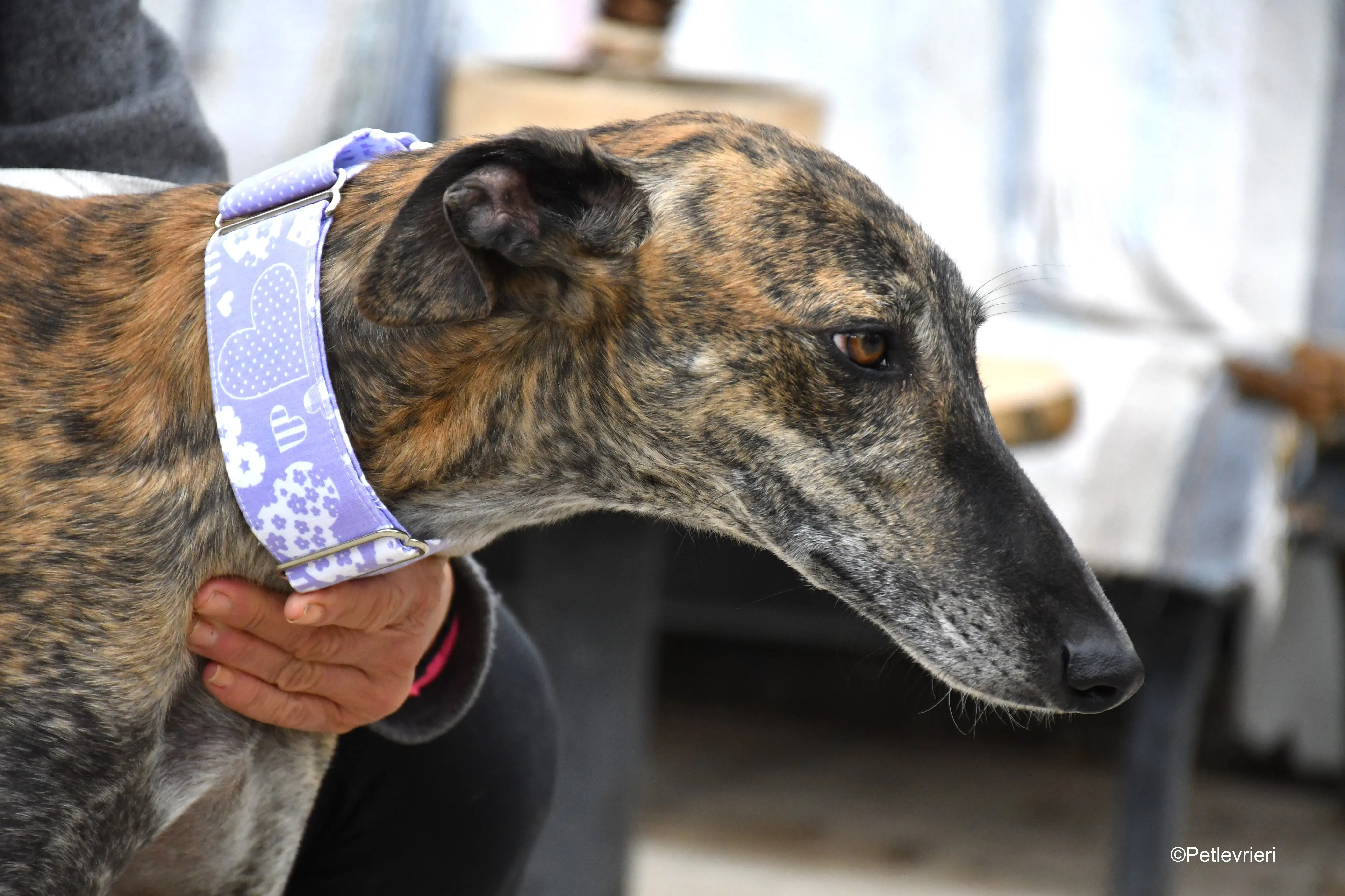 rambo adozione levrieri galgo 14