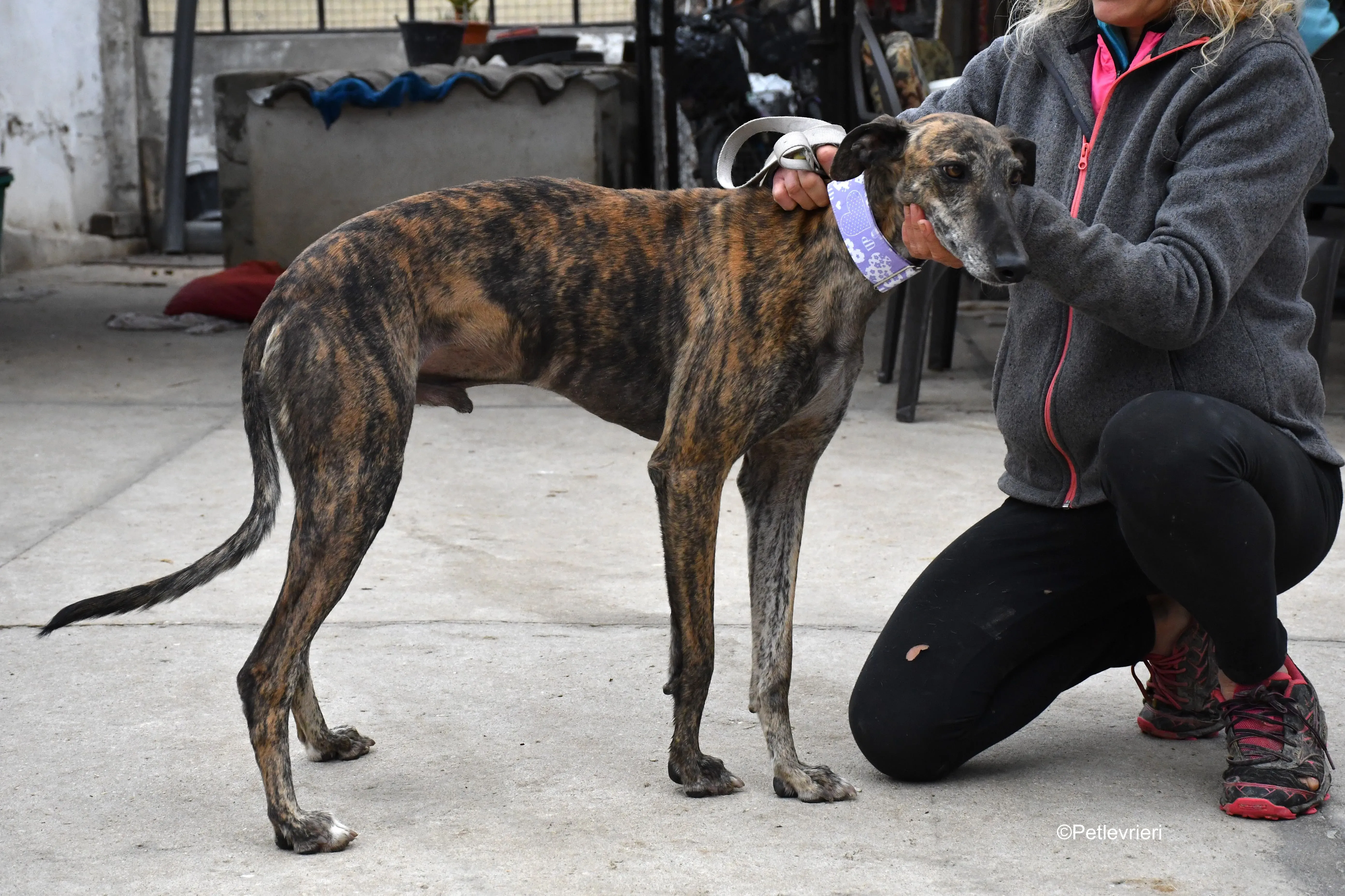 rambo adozione levrieri galgo 15