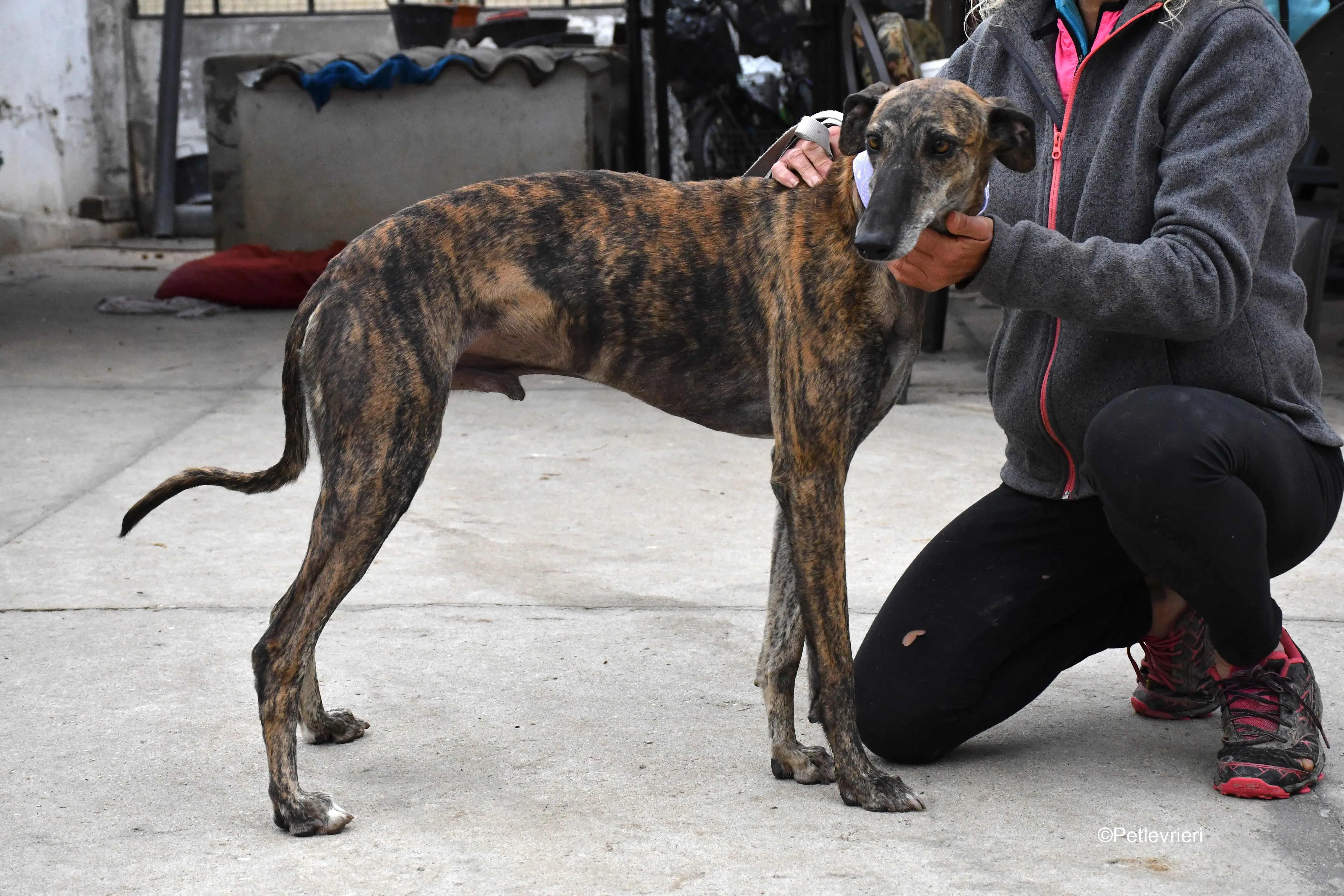 rambo adozione levrieri galgo 16