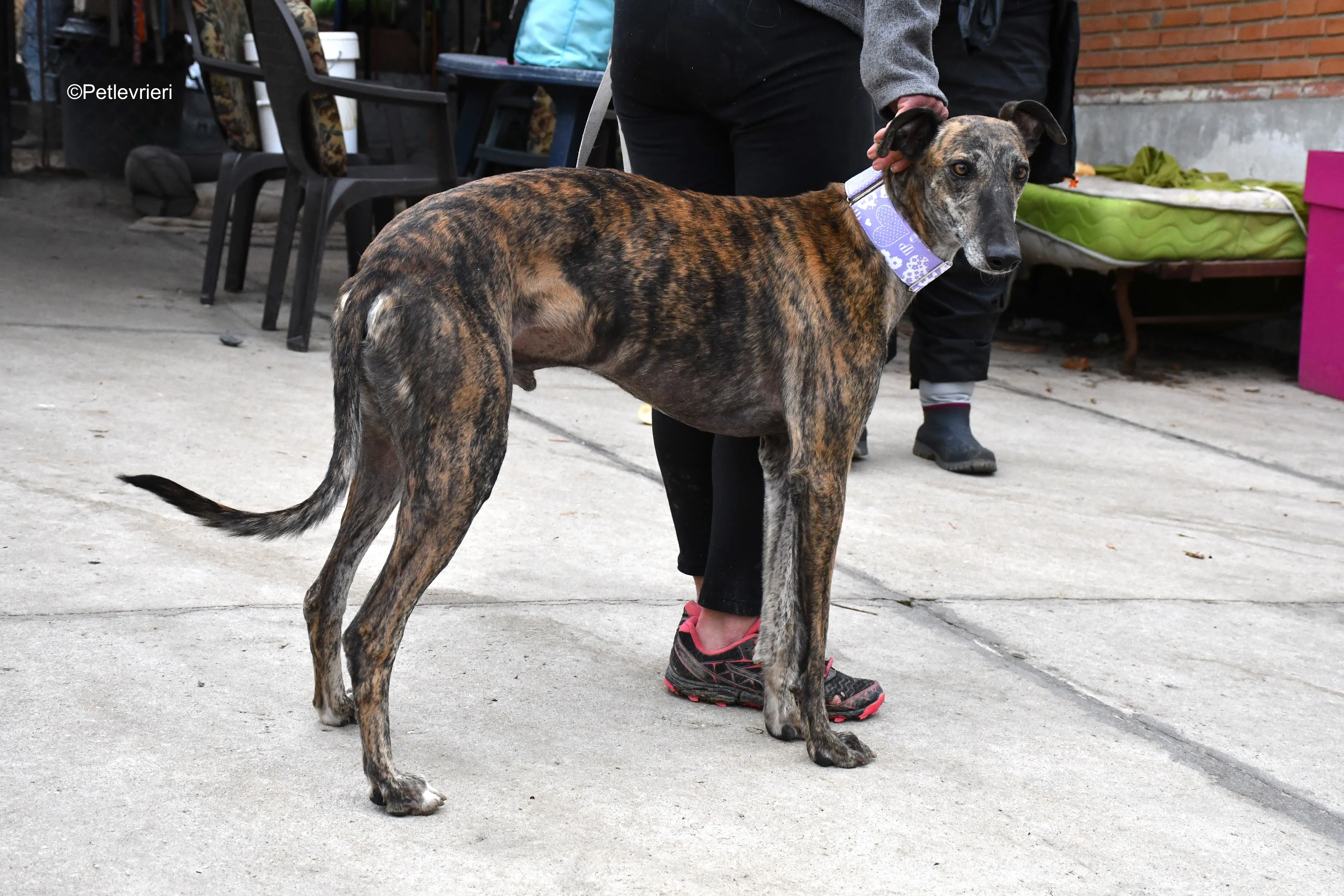 rambo adozione levrieri galgo 17