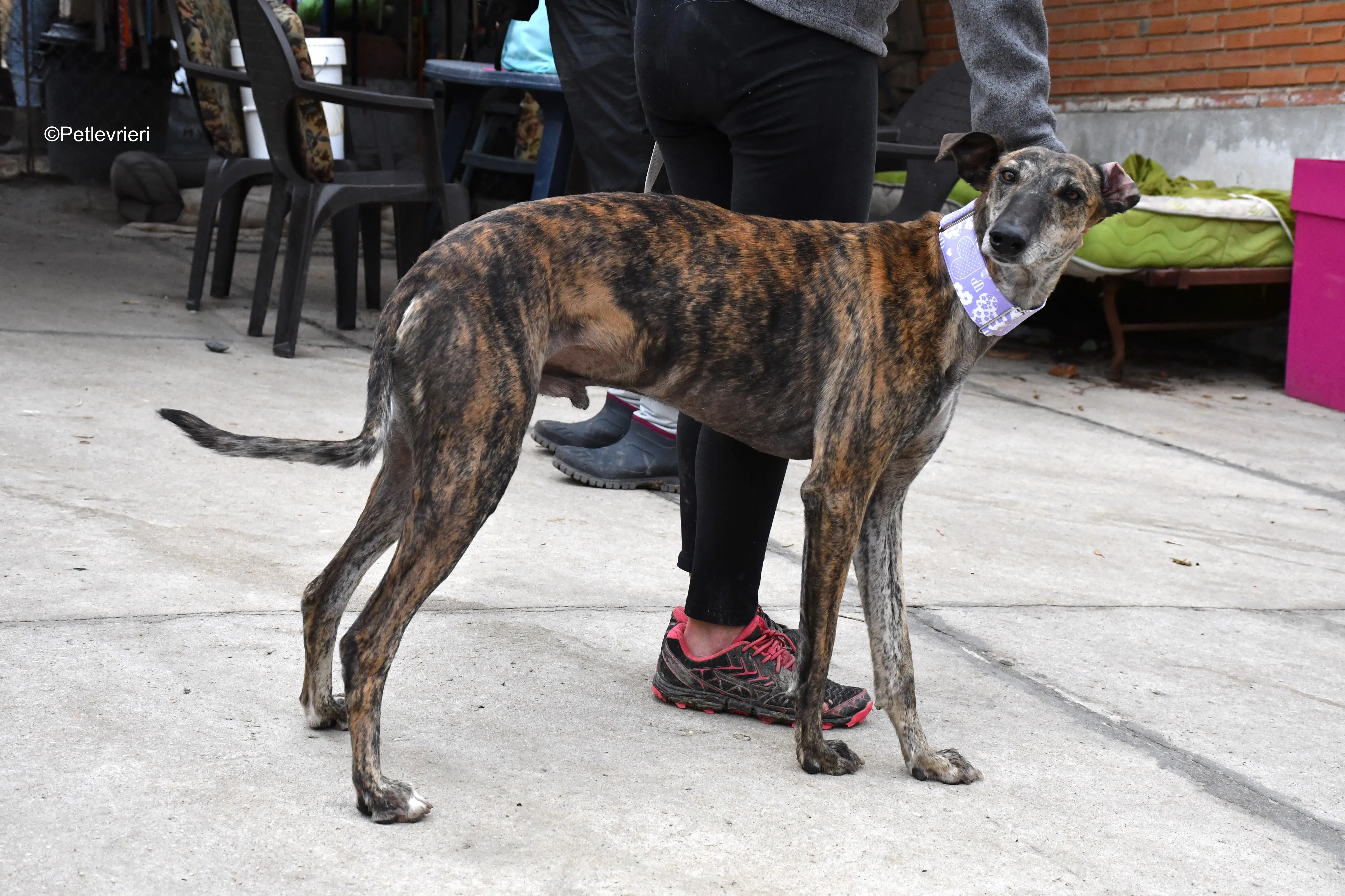 rambo adozione levrieri galgo 18